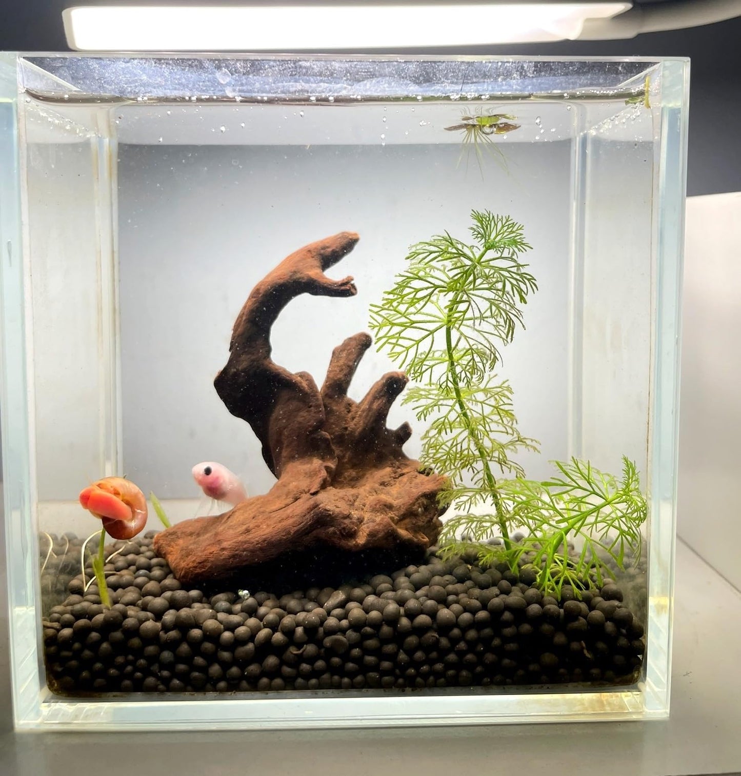 YZHZOM Small Natural Driftwood for Aquarium Styling Carefully Selected Natural Aquarium Decor Driftwood for Reptile Tank Reptile Tank Wood Decor (Driftwood 4-6inch 4pcs)
