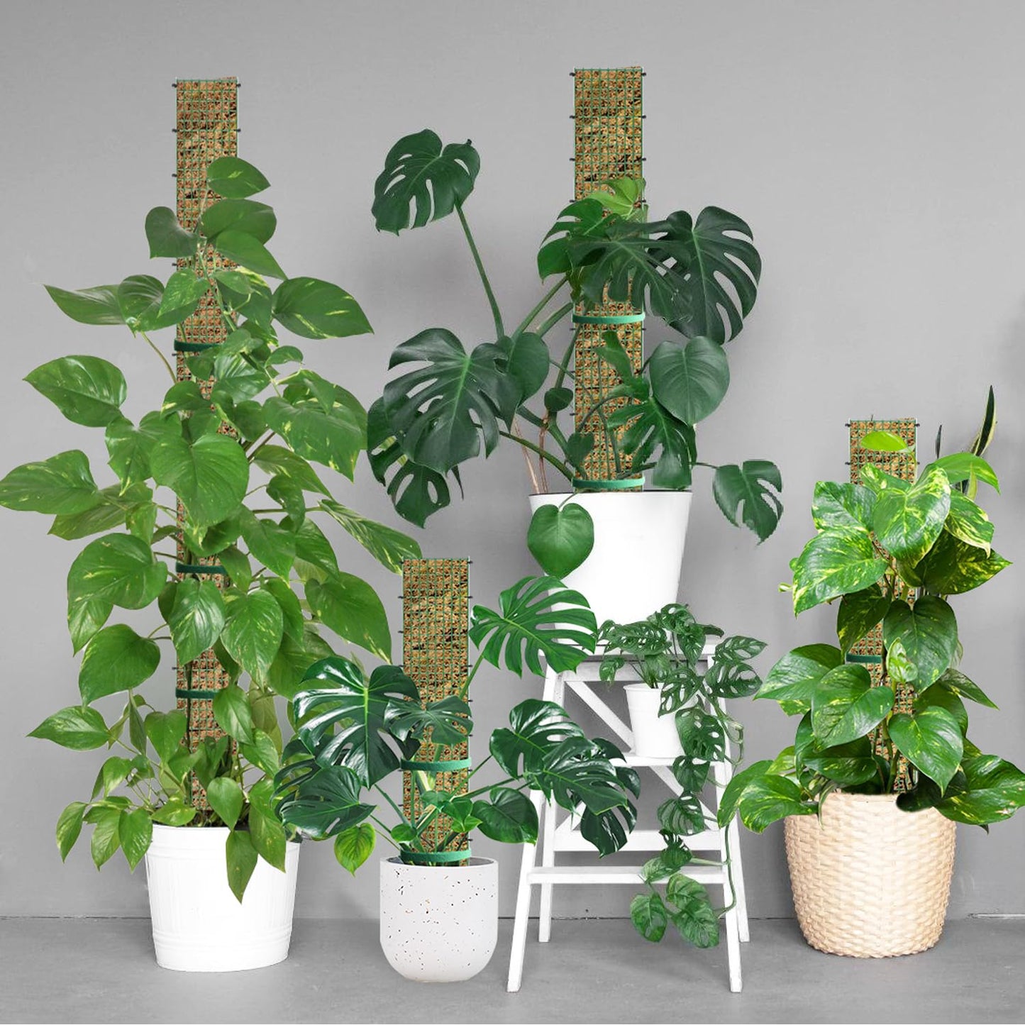 60"/40"/24" Metal Moss Pole, D Shape Sphagnum Moss Pole, Moss Poles for Climbing Plants, Monstera, Indoor Climbing Plants (4Pcs 24")