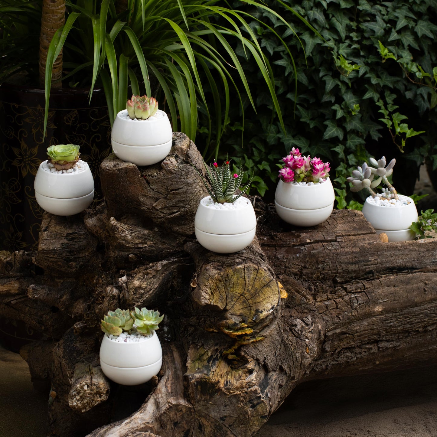 3.5 Inch Cute Porcelain Mini Plant Pots with Drainage Hole and Plug (6pk) - Includes a Bag of Decorative Pebbles, Cleaning Brush, and Tweezers - Cactus Pots, Suculentas Pot - No Plants Included