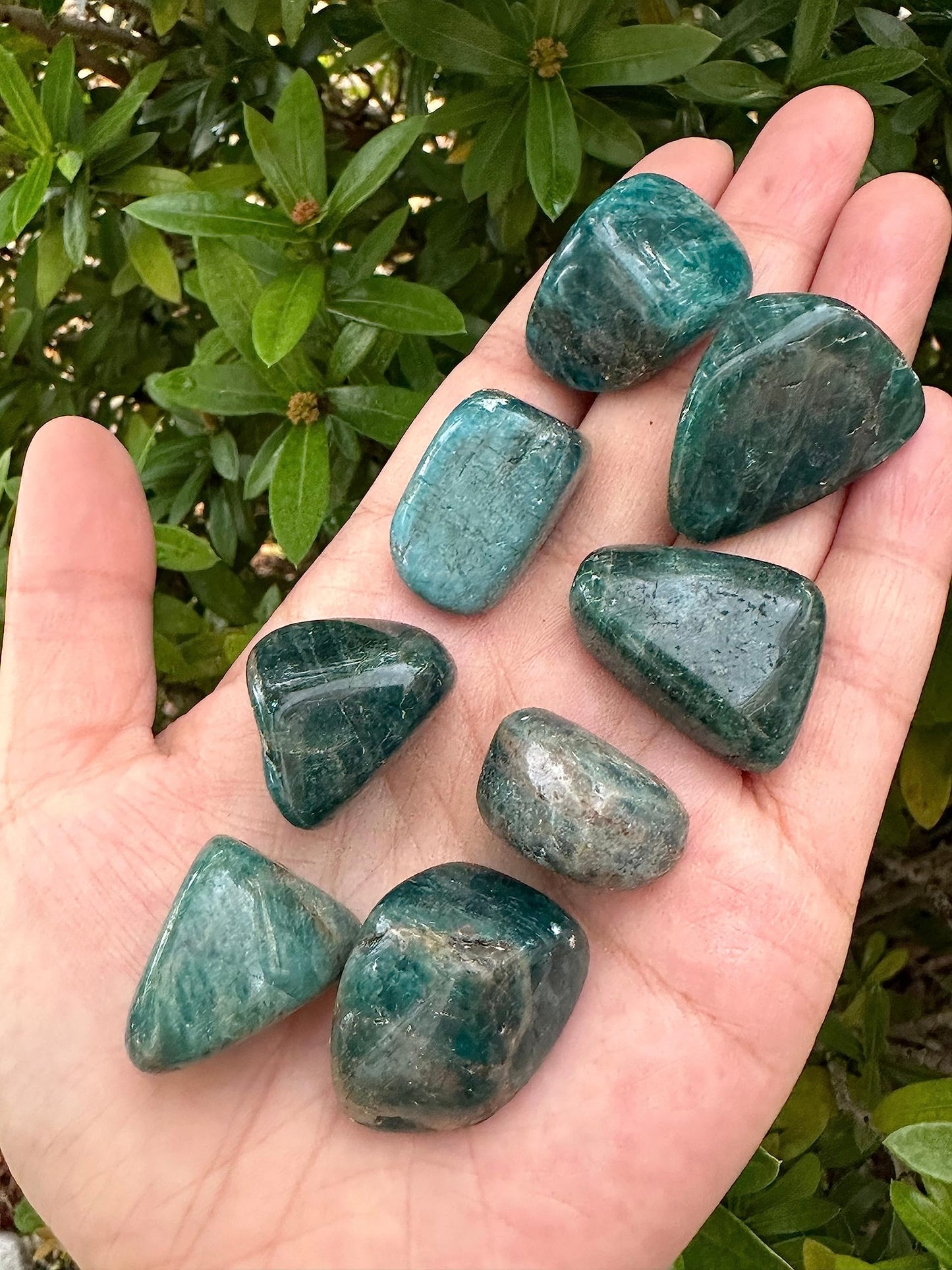 WHOLESALE Apatite Tumbled Stones, Polished Apatite Gemstone, Apatite Polished Rocks (Apatite, 0.25 Pound)