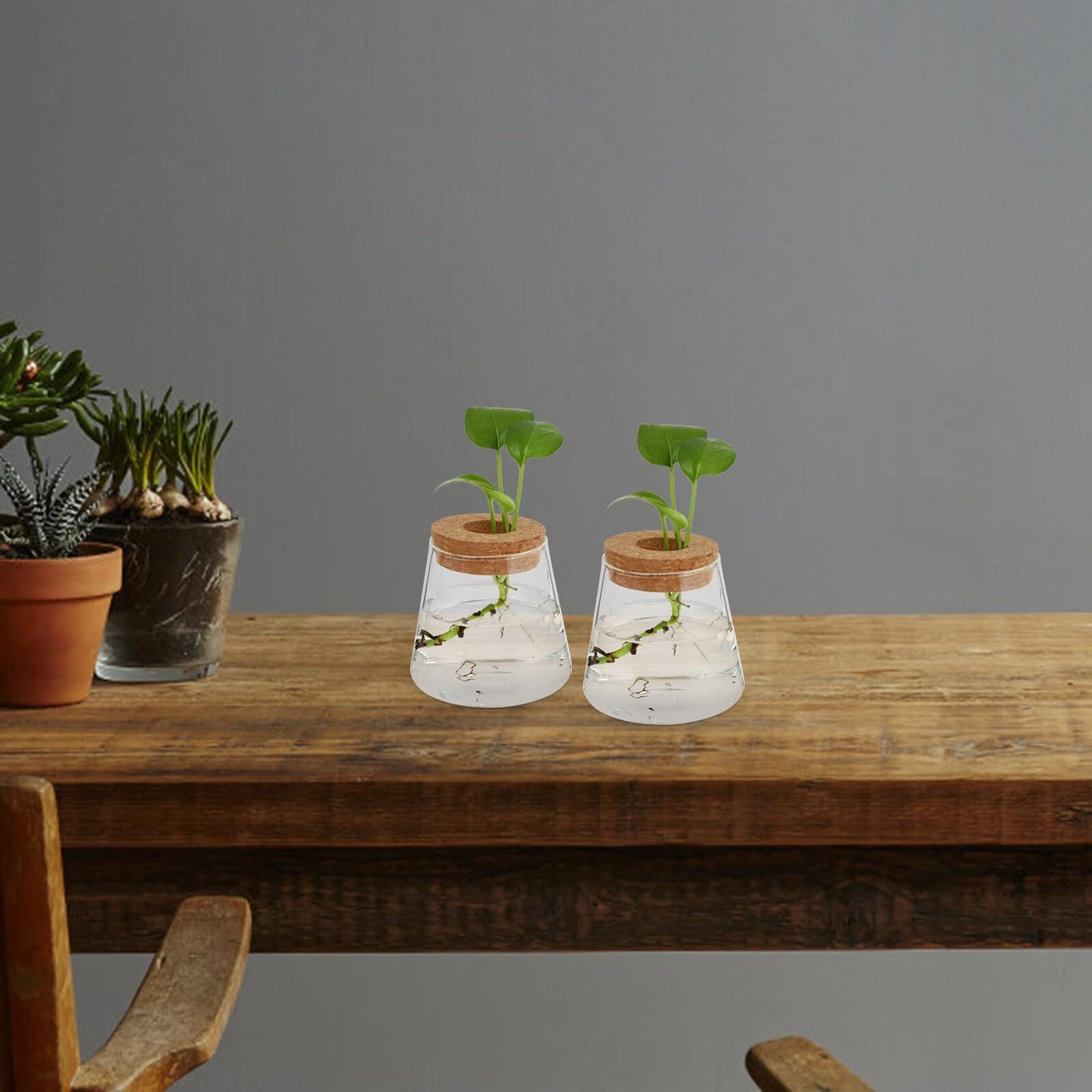 Healifty 2pcs Hydroponic Glass Planter Vases 6.5cm Mouth Diameter Glass Terrarium Plant Containers for Home Office Garden Decoration
