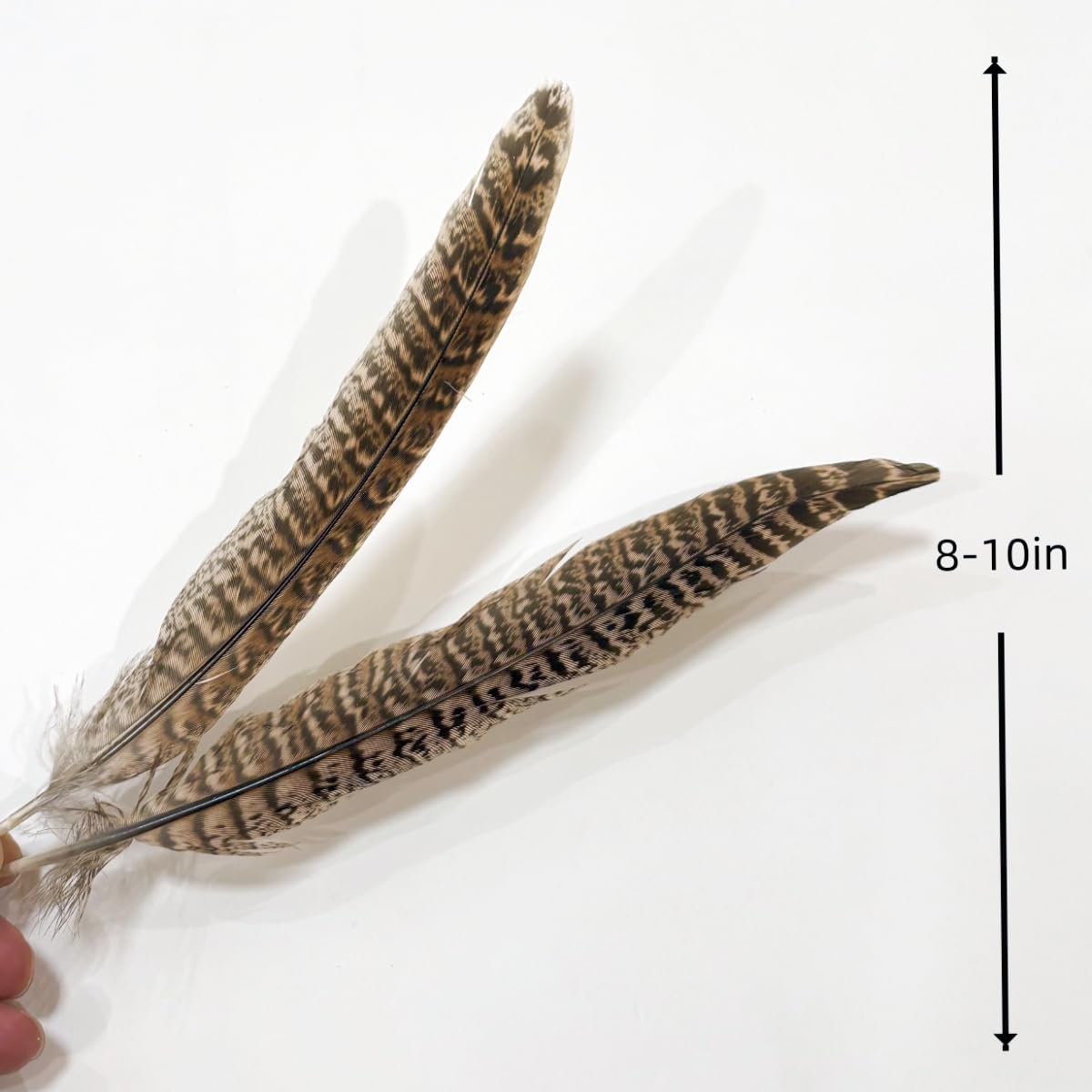 Female Pheasant Feathers Bulk 10pcs,Natural Long 8-10 inch (20-25cm) Feathers,for Crafts DIY Party Festival Centerpieces and Hat Clothing Decoration (Female Pheasant)