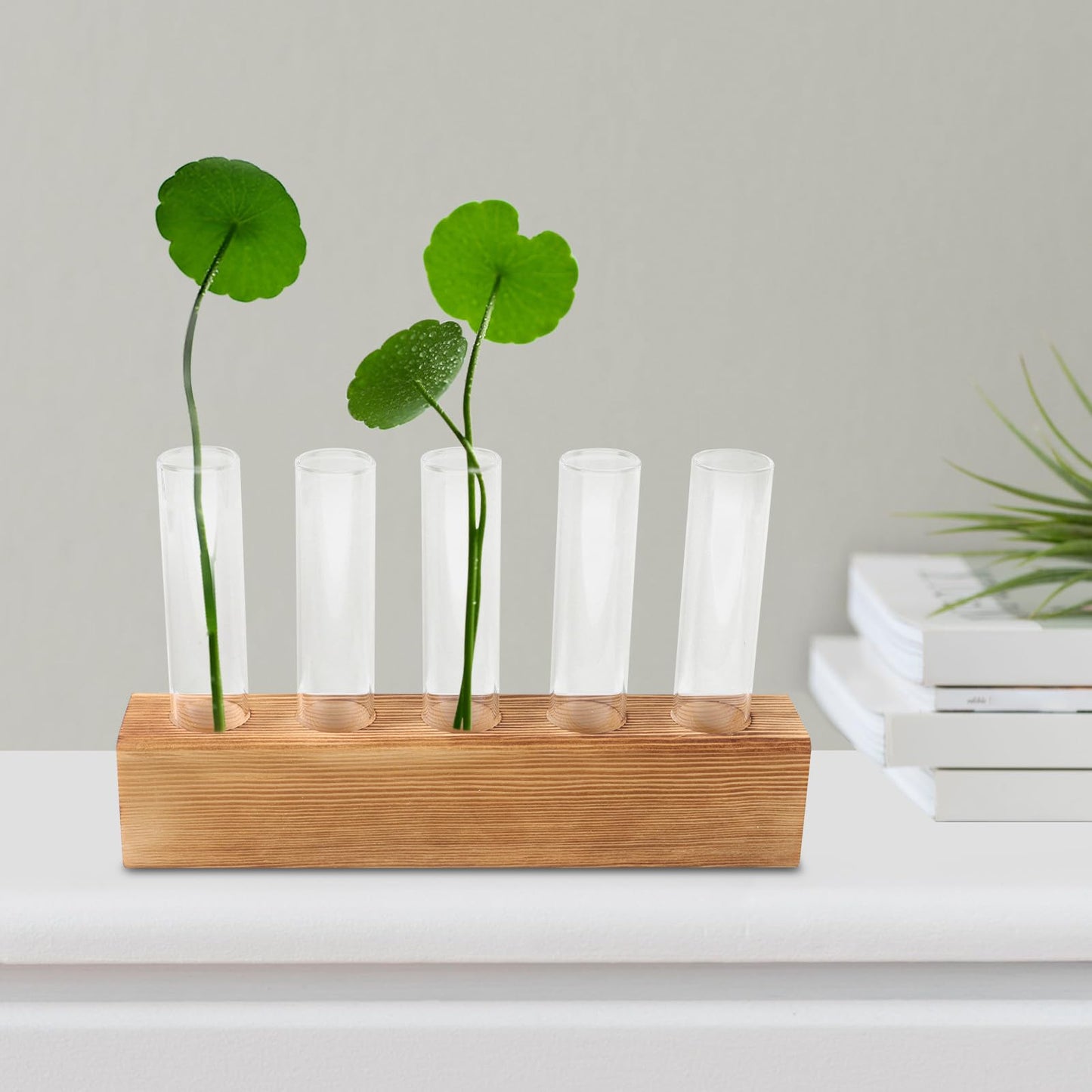 Sewroro Hydroponic Indoor Garden Glass Bud Vases with 5-Hole Wooden Stand Plant Terrarium for Desktop Office Home Décor
