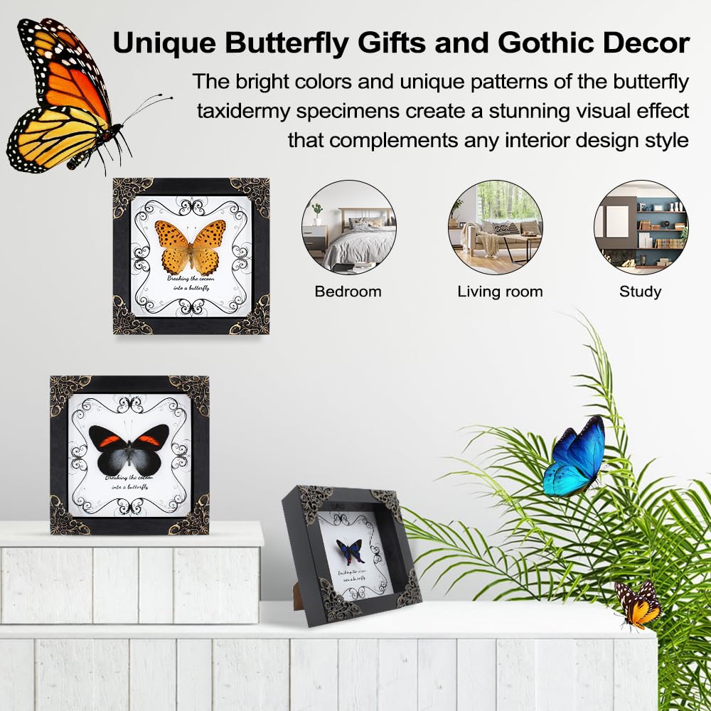 Butterfly Framed Decoration Handmade Taxidermy Butterfly Shadow Box Collection Framed Butterfly Taxidermy for Gothic Home Decor