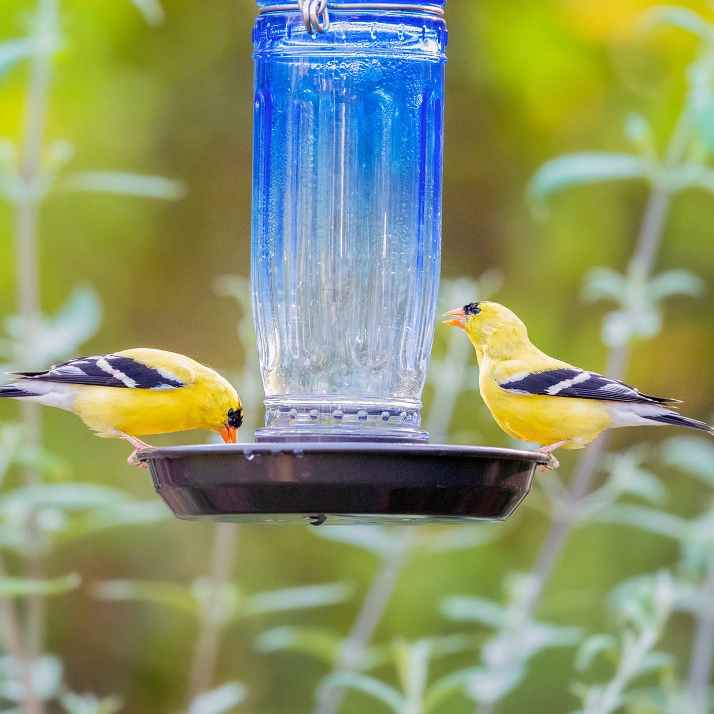 Kingsyard Glass Bird Water Dispenser for Outdoor, 16 Oz, Bird Water Feeder with Metal Hanging for Garden Yard Fence Decoration Hummingbird Cardinal Bluebird Finch, Blue
