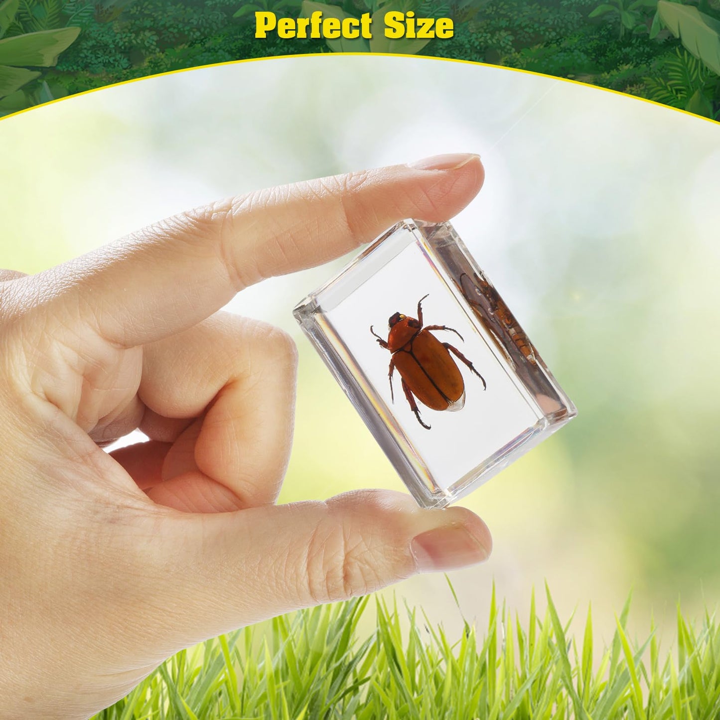 15 Insect specimens,Real Specimens of Various Butterflies and Beetles Made of Resin, Used for Science Classroom Science Education Animal Specimens, Bug Preserved,Oddities, Biology (15 Pcs Beetles)