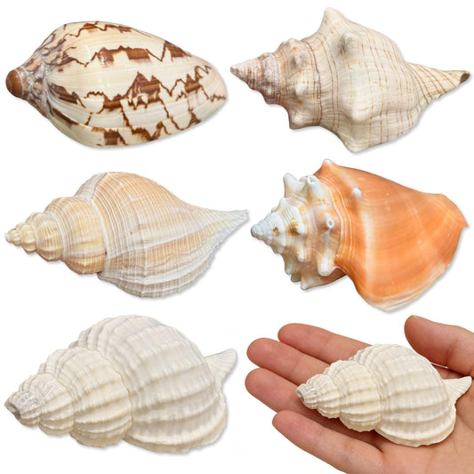 5PCS Medium and Large Hermit Crab Shells| Natural Sea Conch Size 2.8" - 4.5", Opening Size 1.6" - 2.7" | Turbo Seashells for Hermit Crab Supplies and Beach Decoration