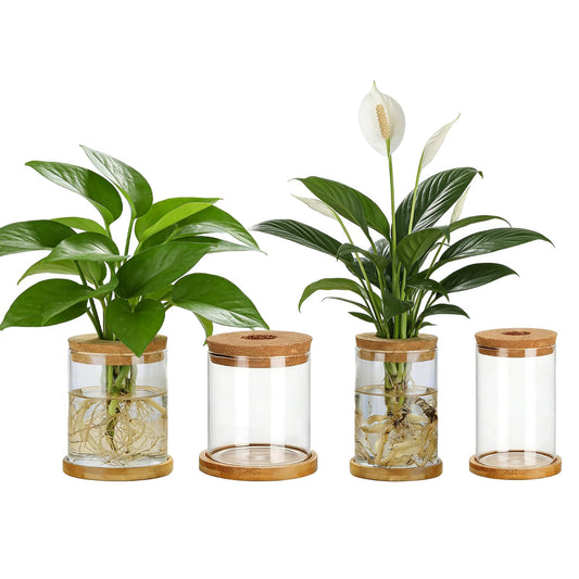 SPRFAIRY 4 Set Glass Plant Propagation Station for Plants - 2 Large & 2 Small for Plant Cuttings Hydroponic Vases with Lid & Bamboo Stand Desktop Propagation Vases for Living Room, Bedroom, Office
