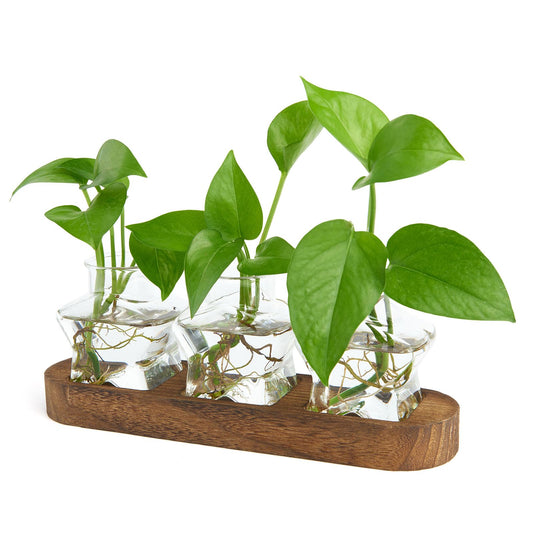 XXXFLOWER Plant Propagation Station with Wooden Stand,Air Plant Terrarium Starter Kits Star Vases for Flowers Plant Cutting Rooting Pots Indoor Hydroponic Glass Planter for Plant Lovers,3 Jars