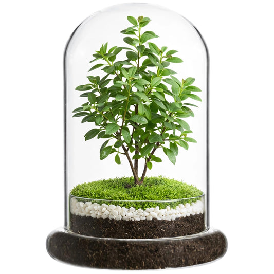 Glass Display Cloche Dome, 8.3 x 5.9 in Plant Terrarium Container with Base, Clear Glass Cover, Decorative Tabletop Display Case for Plants, Flowers, Collectibles & Keepsakes