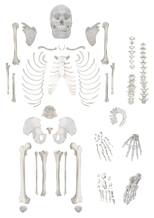 hBARSCI Disarticulated Human Skeleton Model for Anatomy, Life Size 62" High - Medical Quality, 200+ Skeletal Bones - 3 Part Skull with Movable Jaw, Articulated Hand & Foot