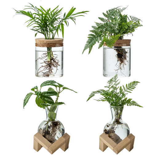 JGKYLDZ Plant Propagation Station, 2 Style Glass Planter Terrarium Set for Hydroponic Plants | Home Office Tabletop Decor, Gardening Gifts for Women, Mom, Plant Lovers (4)