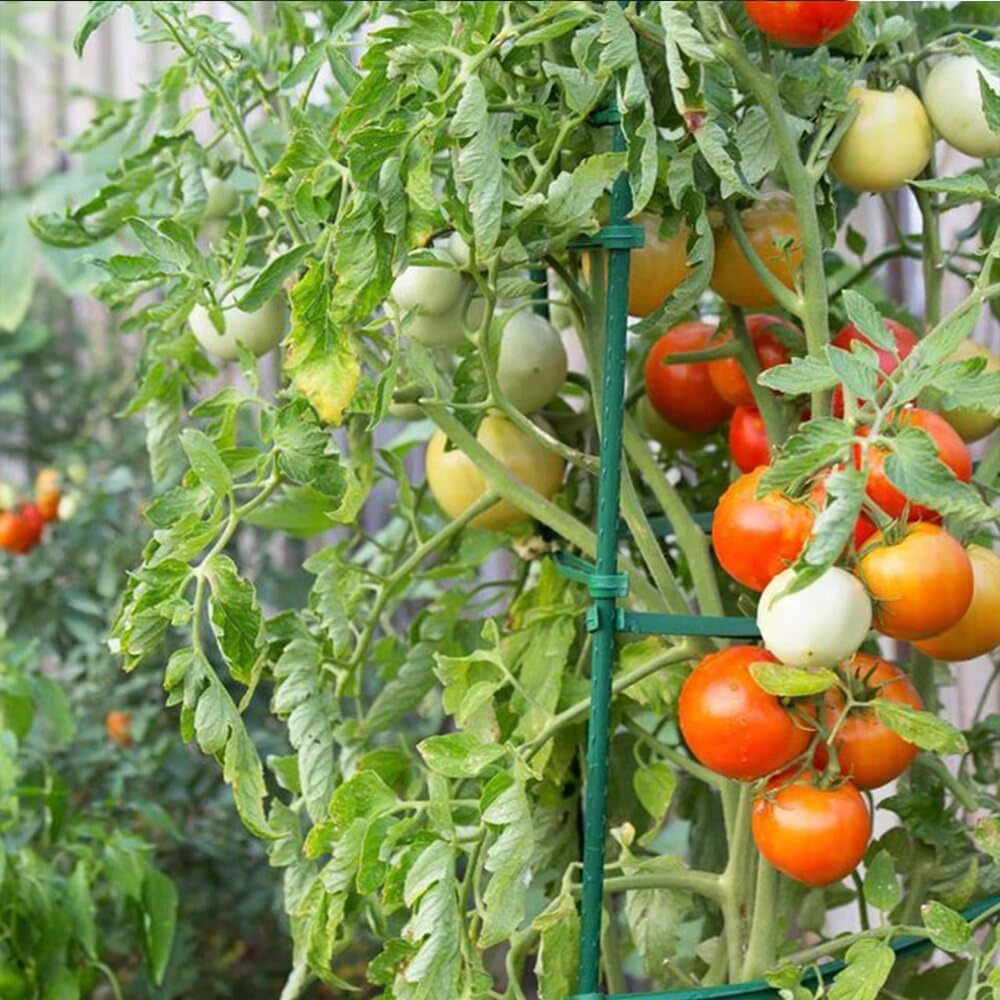Growsun 5ft Garden Stakes Plant Cage Supports Tomato Trellis Climbing Metal w/Plastic Coated, Pack of 50