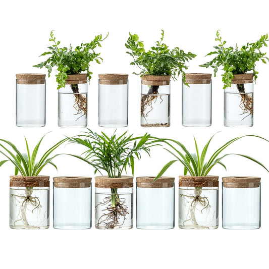Plant Propagation Stations for Plants, 2 Size Glass Propagation Vases for Propagating Hydroponic Indoor Home Office Decor, Tabletop Glass Planter Gift for Plant Lovers (12)