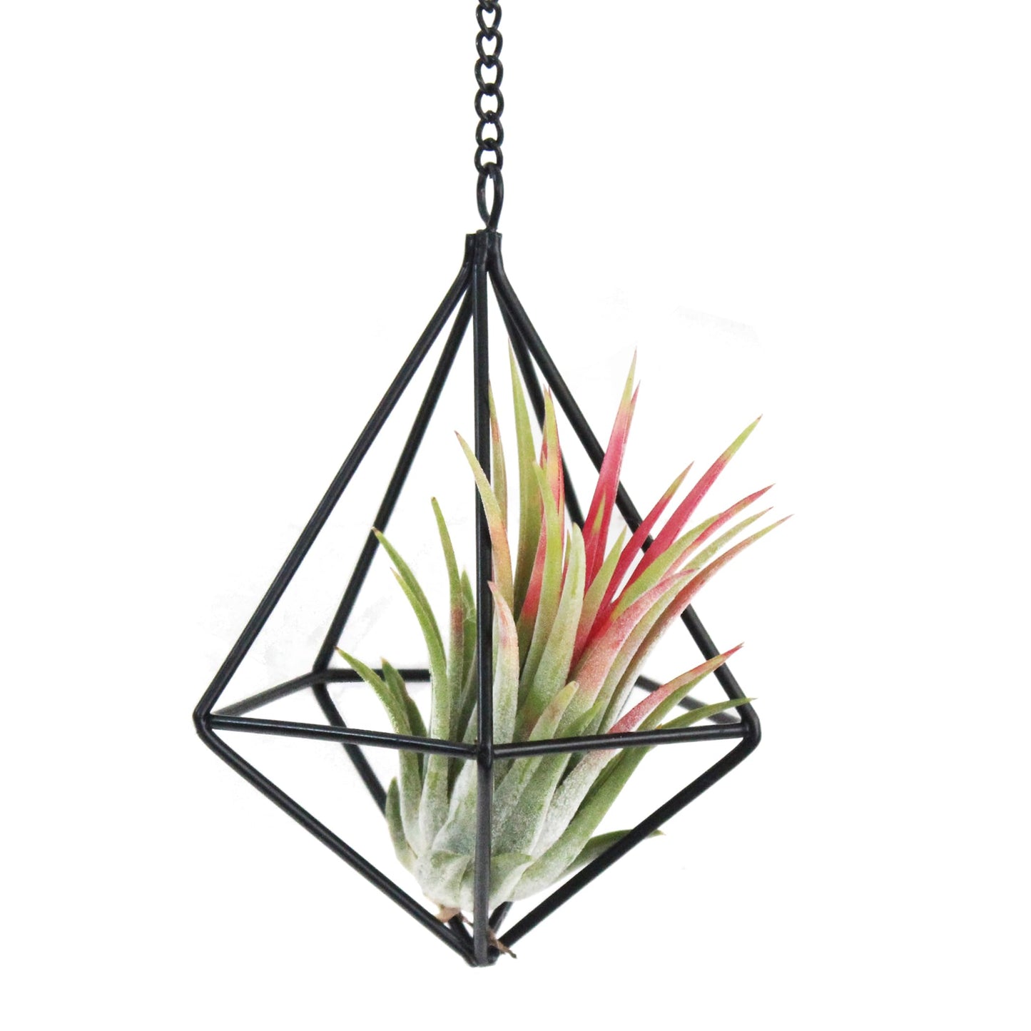 ZOOELAY Air Plants Hanging Holders Indoor Small Metal Airplants Rack Hanger Himmeli Geometric Planter Tillandsia Air Ferns Display with Chains 6 Pcs Black Diamond Shape …