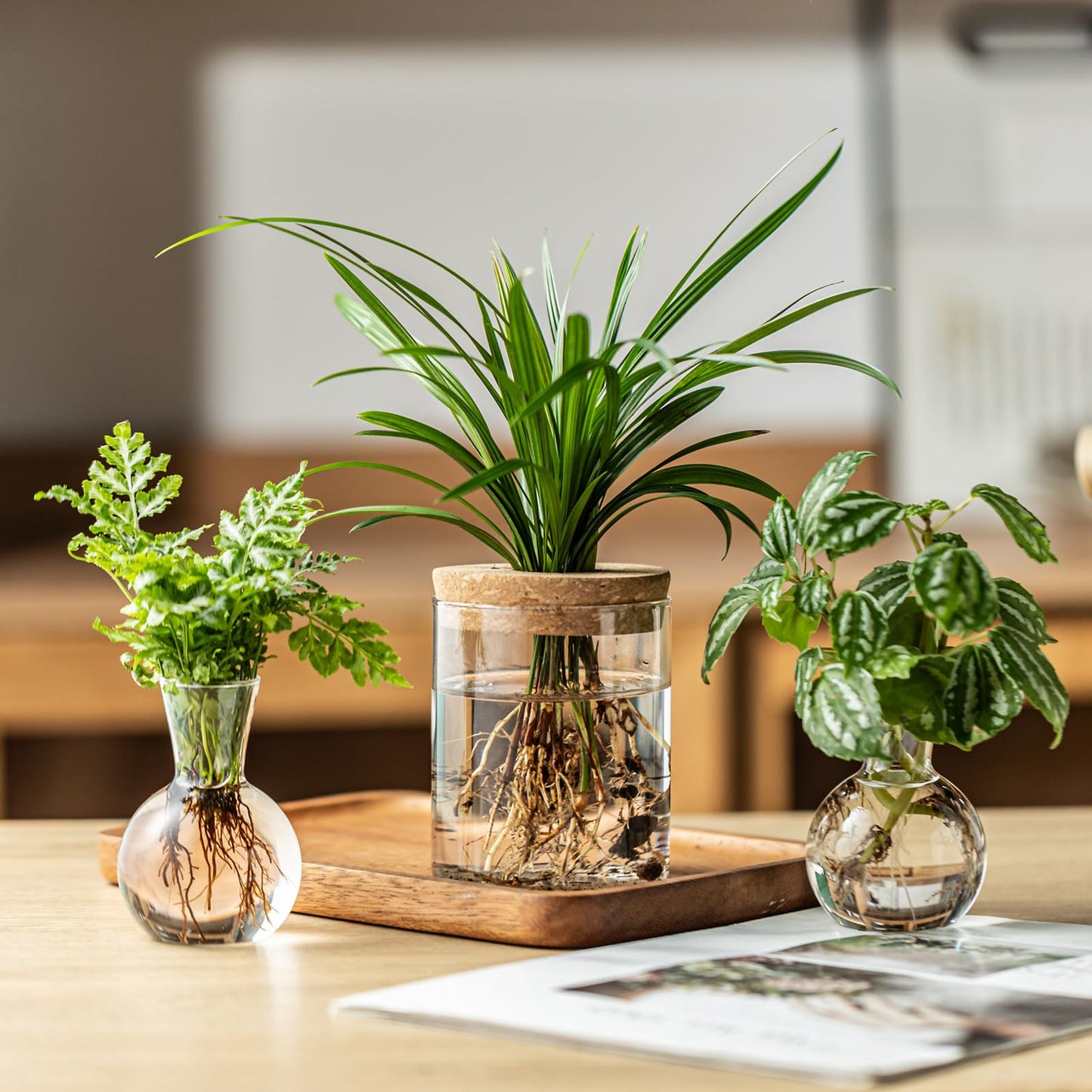 Plant Propagation Stations, 2 Style Glass Planter Terrariums, Propagation Vases for Plant, Plant Propagation Jars for Hydroponic Planter Home Office Tabletop Decoration (6)