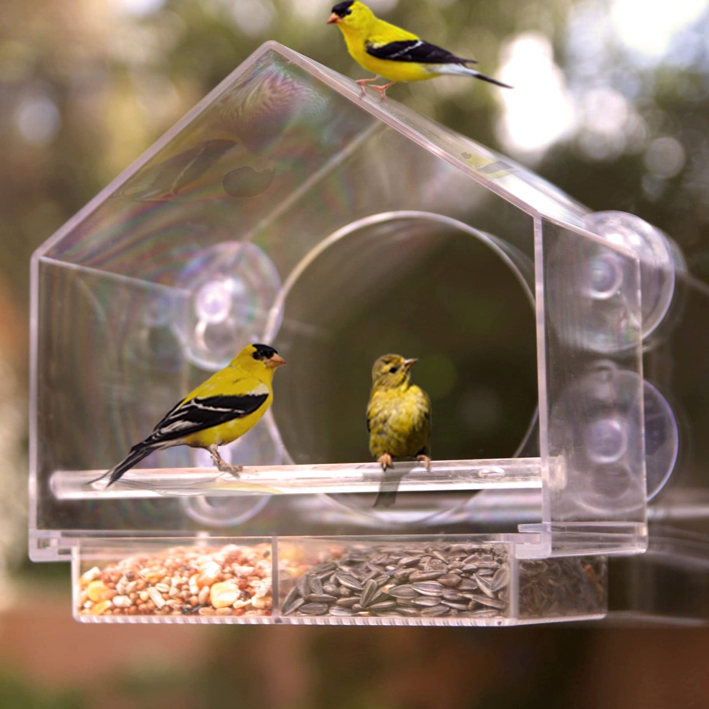 Nature Anywhere Window Bird Feeder - Weather Proof Transparent Acrylic Bird Feeders for Outdoors - Enhanced Suction Grip, Bird Watching for Cats, Easy-to-Clean, Outdoor Birdhouse Feeder (1 Unit)