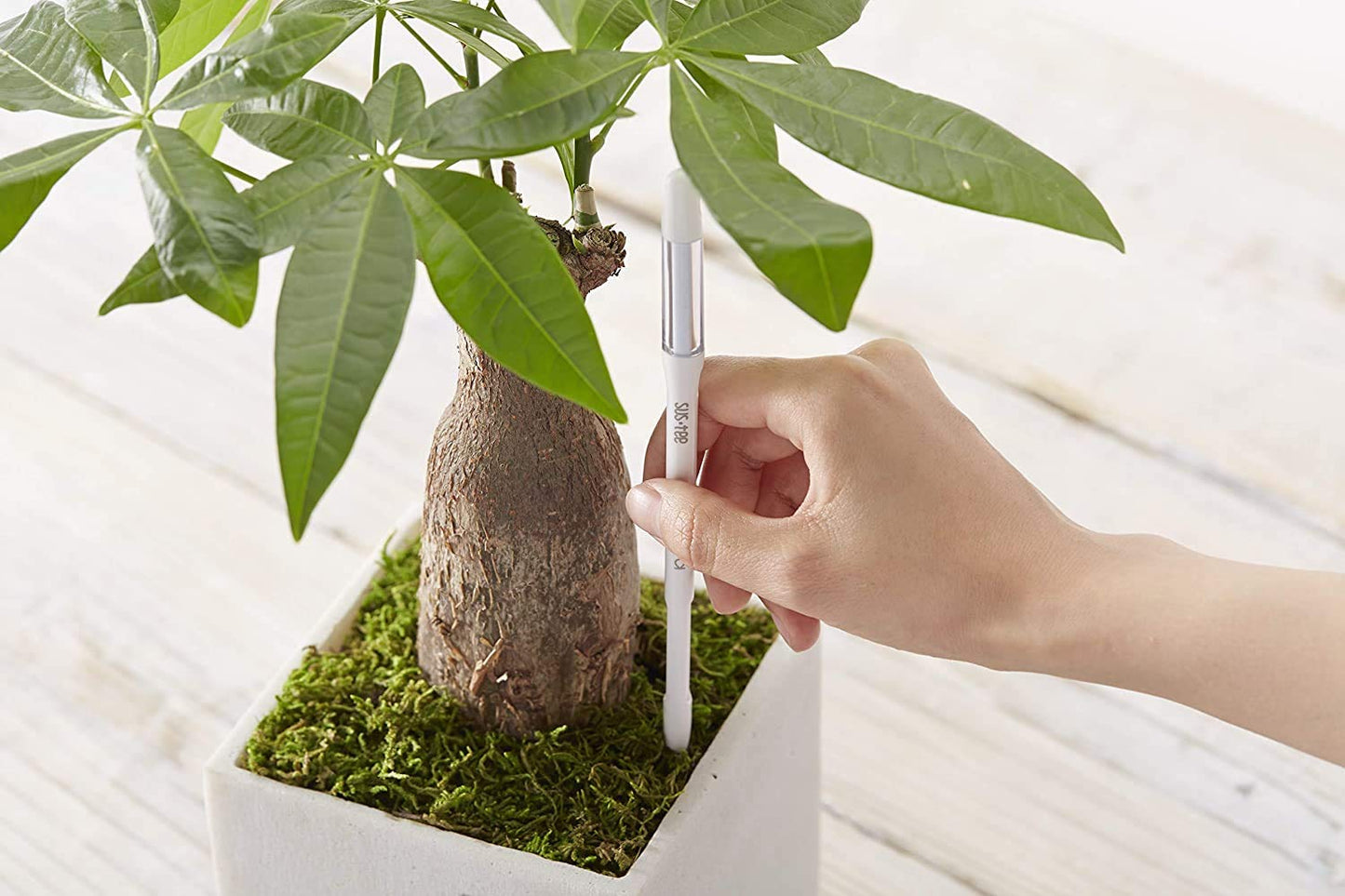 Sustee Aquameter (Small White Refillable - Bundle of 2) - House Plant Soil Moisture Meter, Humidity Sensor Probe, Water Level Indicator - Best for Indoor Potted Plants