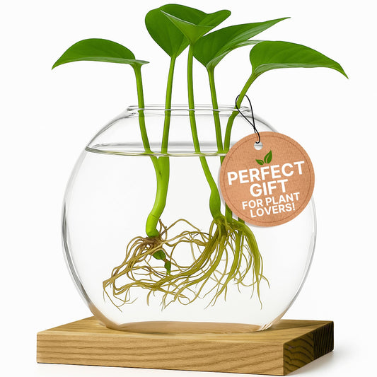Single Glass Propagation Station with Wooden Base – Hydroponic Plant Terrarium for Home & Office | Ideal Christmas, New Year & Birthday Gift for Plant Lovers, Moms | Desktop Windowsill Planter Vase