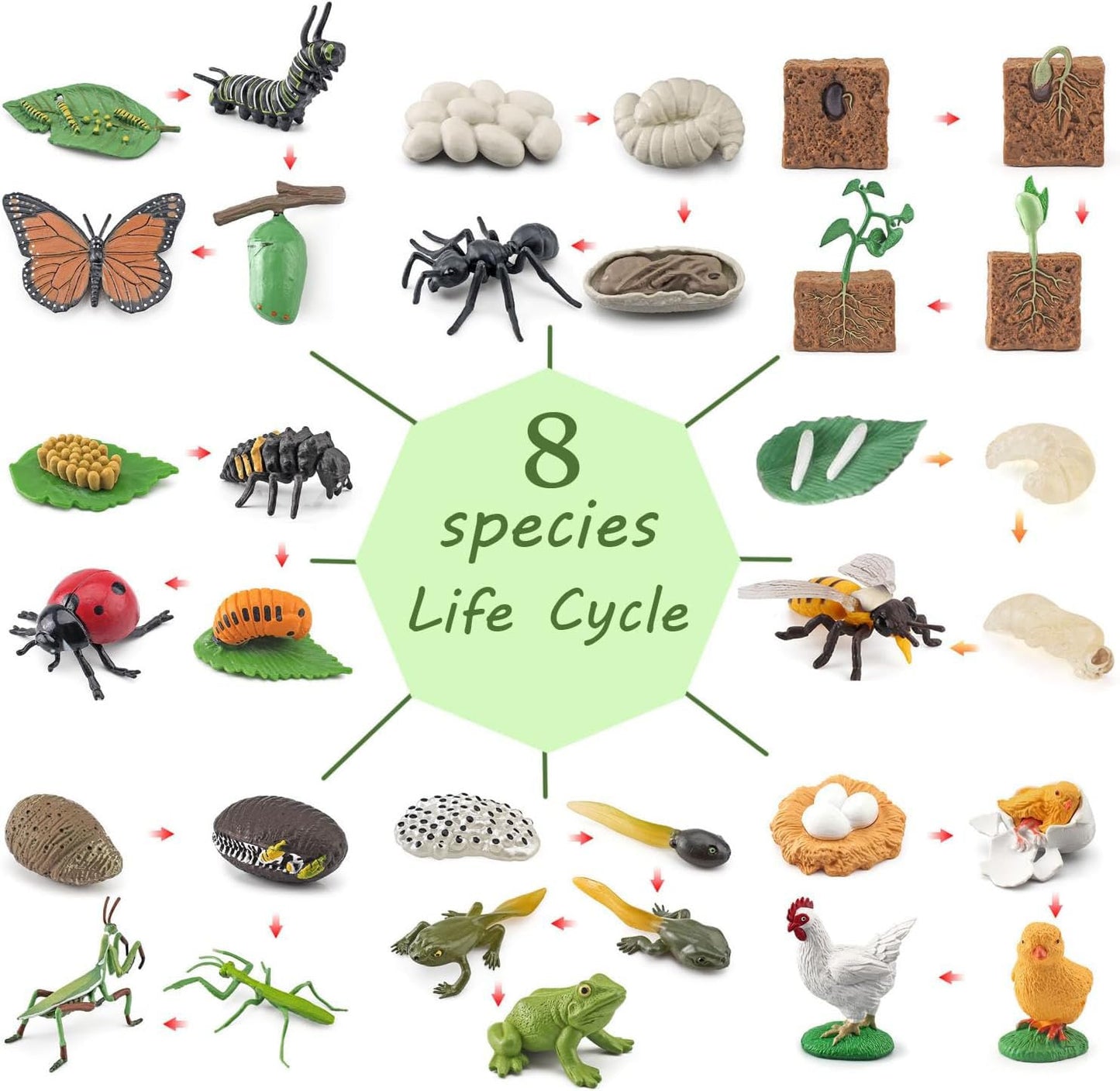 QuarenDen Life Cycle Animal Kit, 33 PCS, Montessori Toy, Realistic Figurine Set, Kids Animal Match Sets Game with Frog, Butterfly, Chicken, Learning & Educational Gift for Age 3+ Boy and Girl