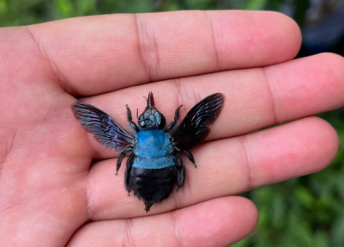 Real Framed Blue Carpenter Bee Dead Insect Dried Bug Shadow Box White Wooden Frame Taxidermy Specimen Display Oddity Tabletop Standable Wall Hanging Home Decor K12-61-TR