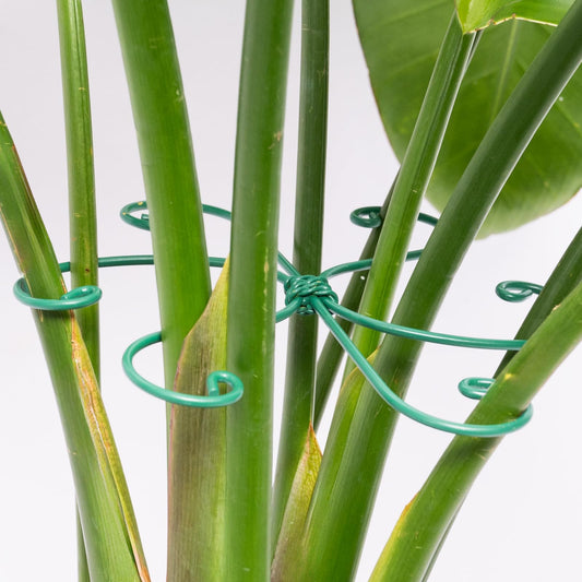 Yohsnor Monstera Plant Stem Support - 5 Pack 6.5"x6.5" Green Metal Stem Stabilizers, Adjustable Ring Clamps for Indoor Plants, Fishbone Cactus, Turtle Shell Bamboo & Climbing Vines