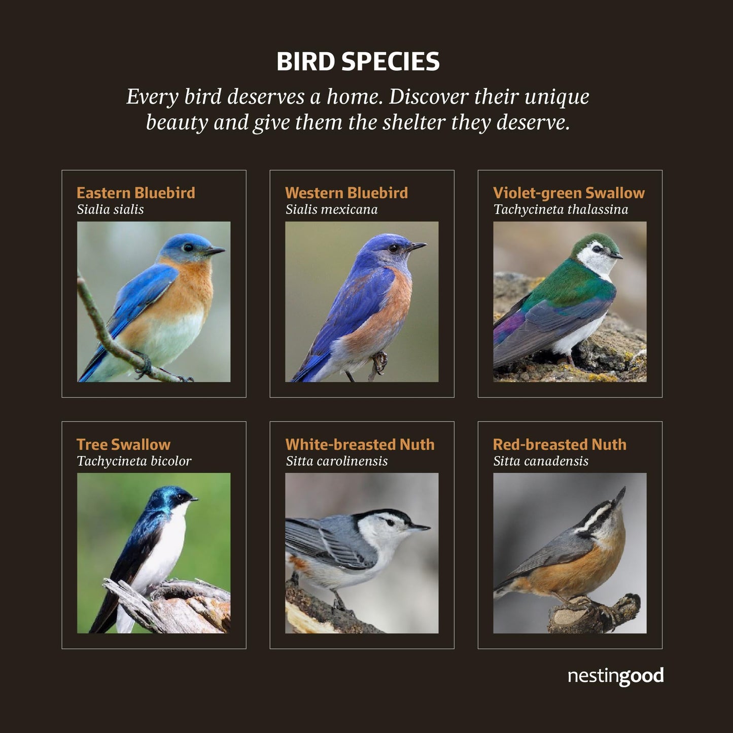 Nestingood Premium Wooden Bird House Kit – DIY Bluebird Nesting Box with 1.5 Inch Entrance, Outdoor Birdhouse Kits for Adults and Kids, Nature Craft for Garden, Backyard or Patio Projects