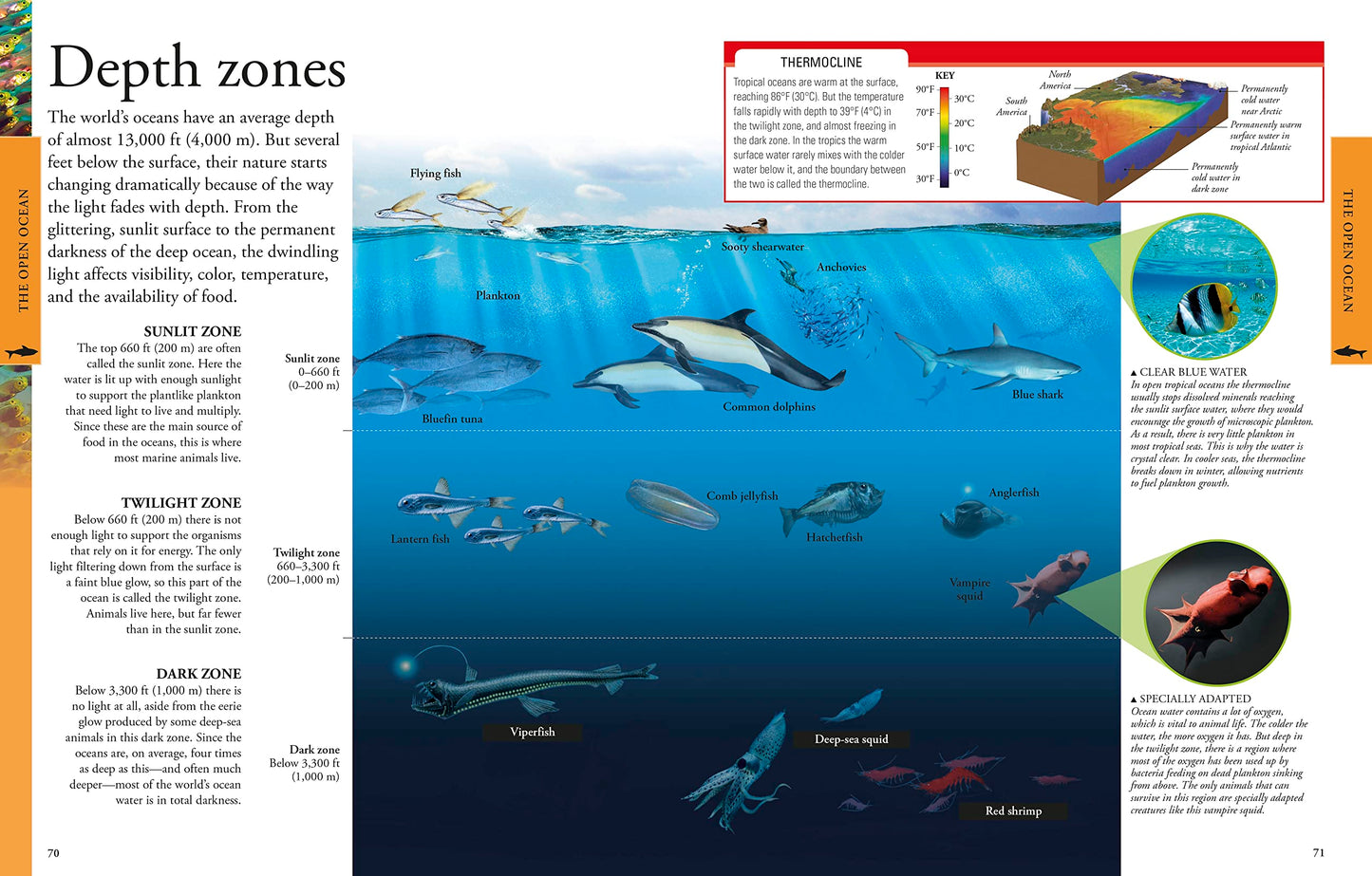 Ocean: A Visual Encyclopedia (DK Children's Visual Encyclopedias)