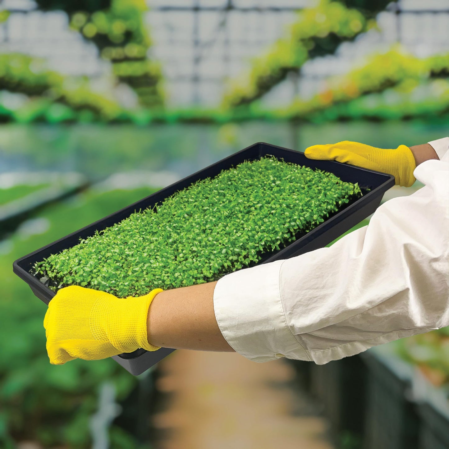 Living Whole Foods 5 Pack of Durable Black Plastic Growing Trays (Without Drain Holes) 21" X 11" X 2" - Flowers, Seedlings, Plants, Wheatgrass, Microgreens & More