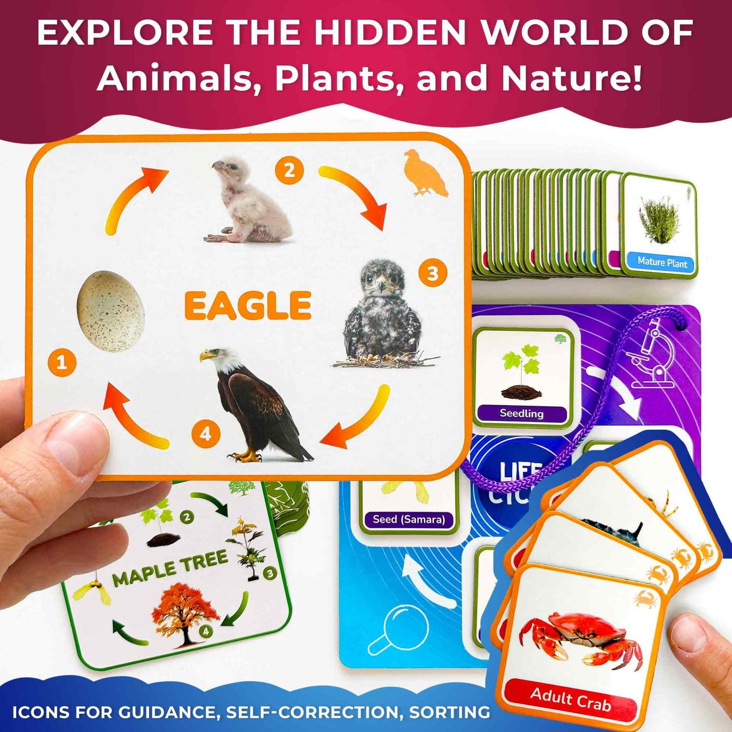 QUOKKA Life CycleToys for Kids - 30 Flashcards Toddler Science Kit Ages 2-4 - Pre-k Plant Animals Nature Learning Materials 3-5 - 120 Magnetic Flash Cards for Preschool and School (Part 2)
