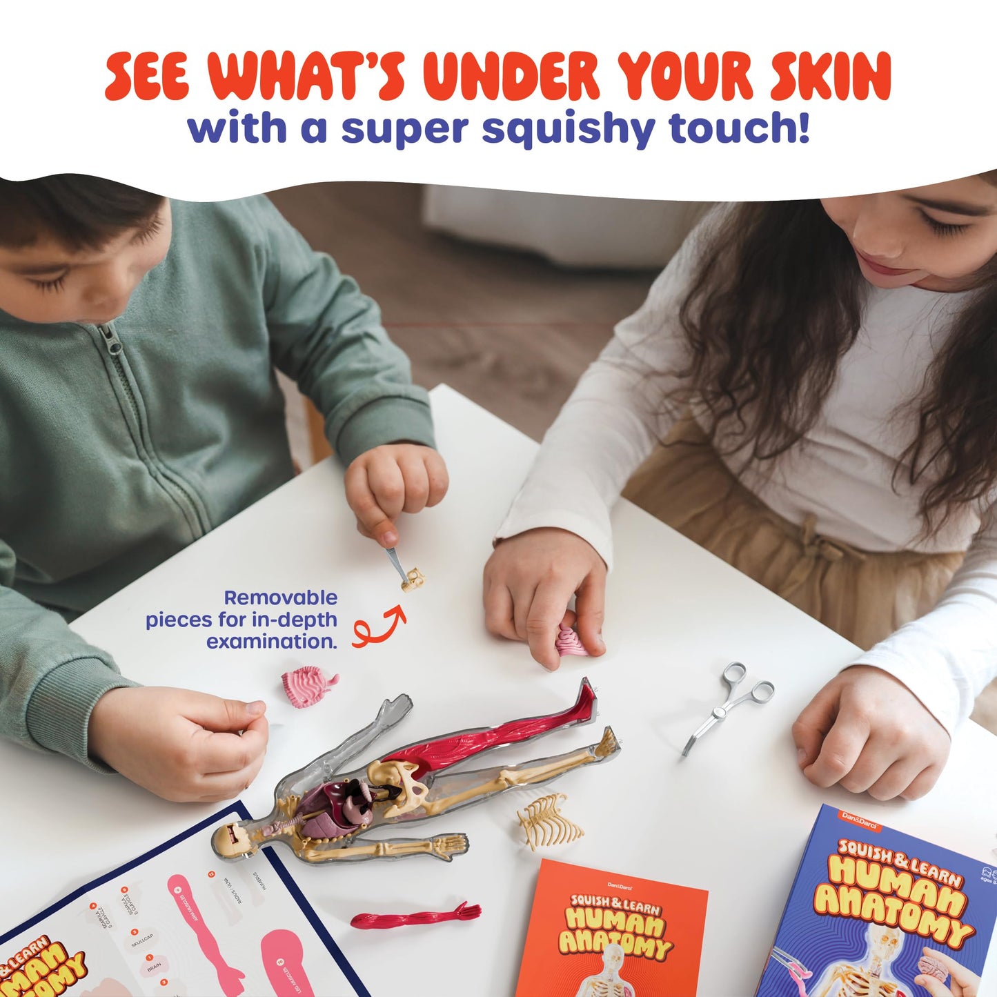 Dan&Darci Human Anatomy Squishy Body Model - Science Kits for Kids Ages 4-8 - STEM Toys for 4 5 6 7 8 Year Old Boy Birthday Gift - Learning Educational Toys for Ages 5-7 Boys Gifts - Skeleton Parts