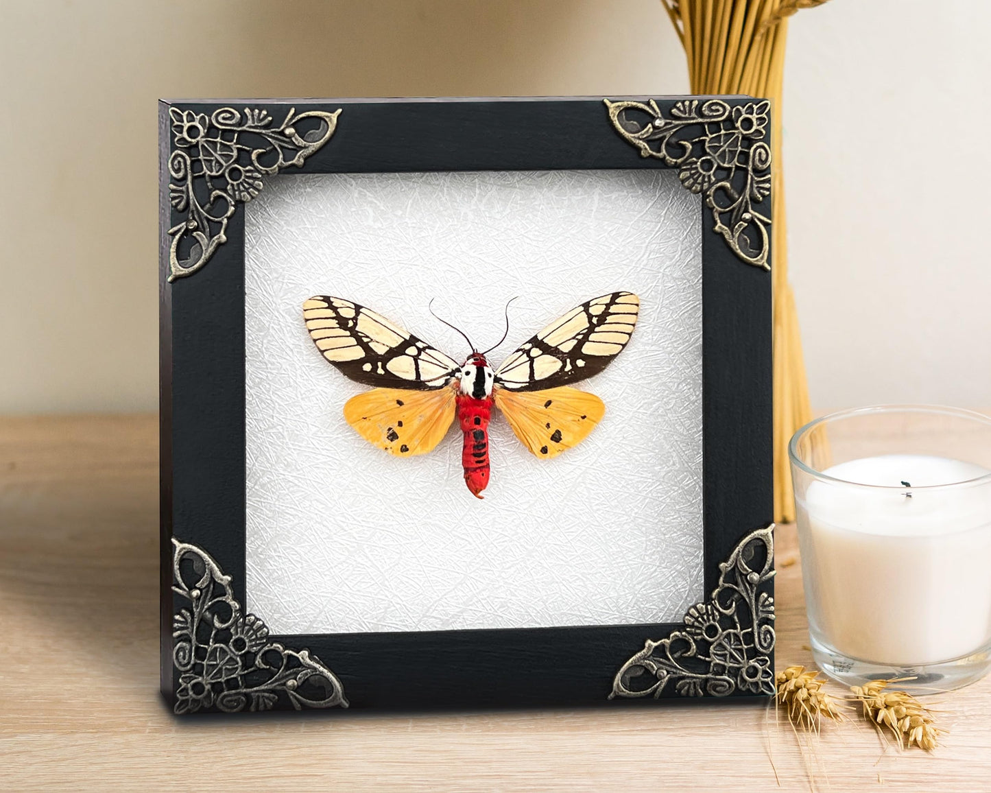 Real Tiger Moth Butterfly Insect Entomology Gifts Shadow Box Taxidermy Specimen Display Oddity Curiosities Tabletop Wall Art Hanging Home Decor Living Room K12-14-TR