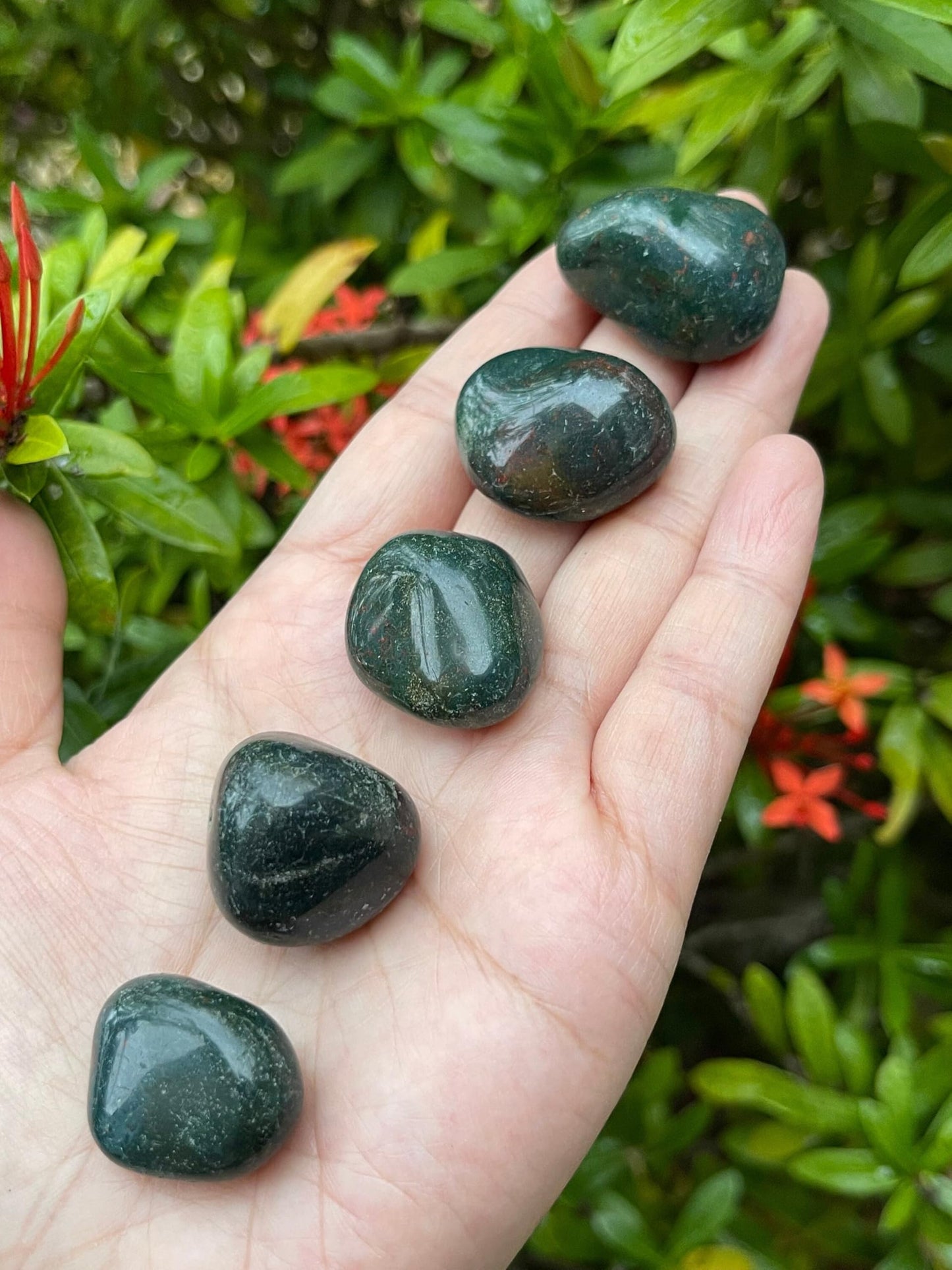 GAF TREASURES 5 Pcs African Bloodstone Tumbled Stones, Polished African Bloodstone Gemstone, African Bloodstone Healing Crystals (African Bloodstone)