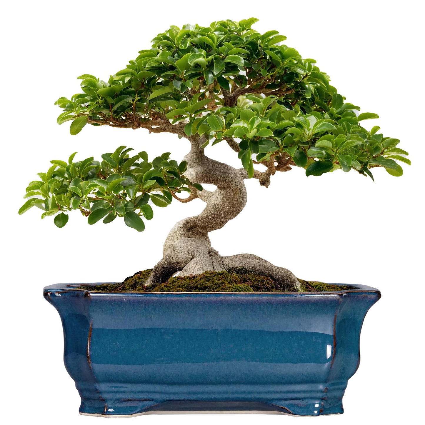 Teagas Bonsai Tree Pot - 13.7 Inch Large Ceramic Succulent Planter for Indoor Outdoor, Rectangle Plant Pot with Drainage Hole, Decorative Flower Pots, Home Decor, Gifts for Plant Lovers, Retro Blue