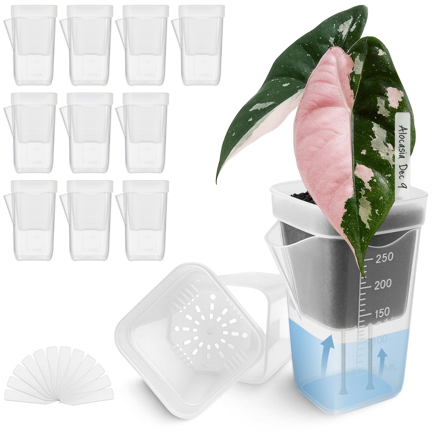 Vandorelle 12 Pack 2.5" Small Self Watering Pots for Indoor Plants, Mini Clear Plastic Planters, Semi-Hydro, Propagation, Cuttings, Seedlings, Hoya, African Violets, Alocasia, LECA, PON,12 Plant Label