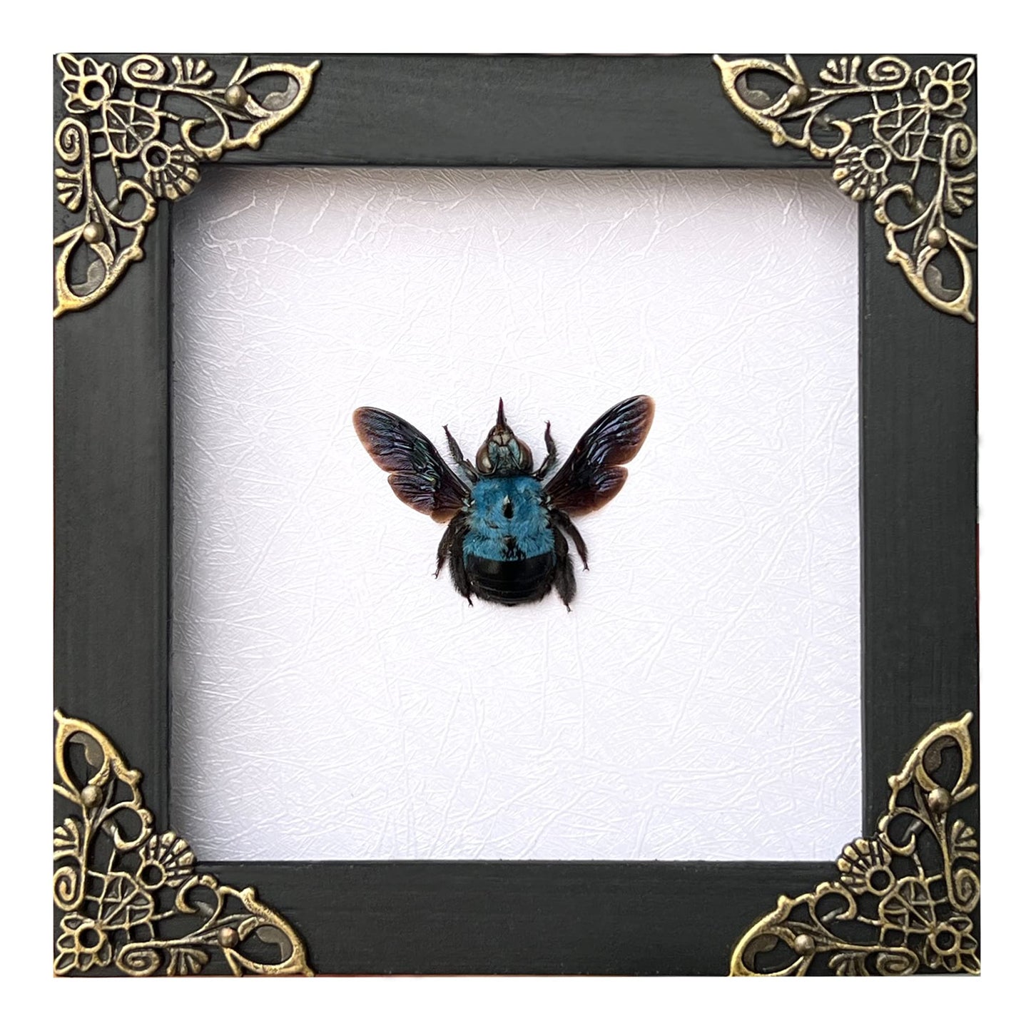 Real Framed Blue Carpenter Bee Dead Insect Dried Bug Shadow Box White Wooden Frame Taxidermy Specimen Display Oddity Tabletop Standable Wall Hanging Home Decor K12-61-TR