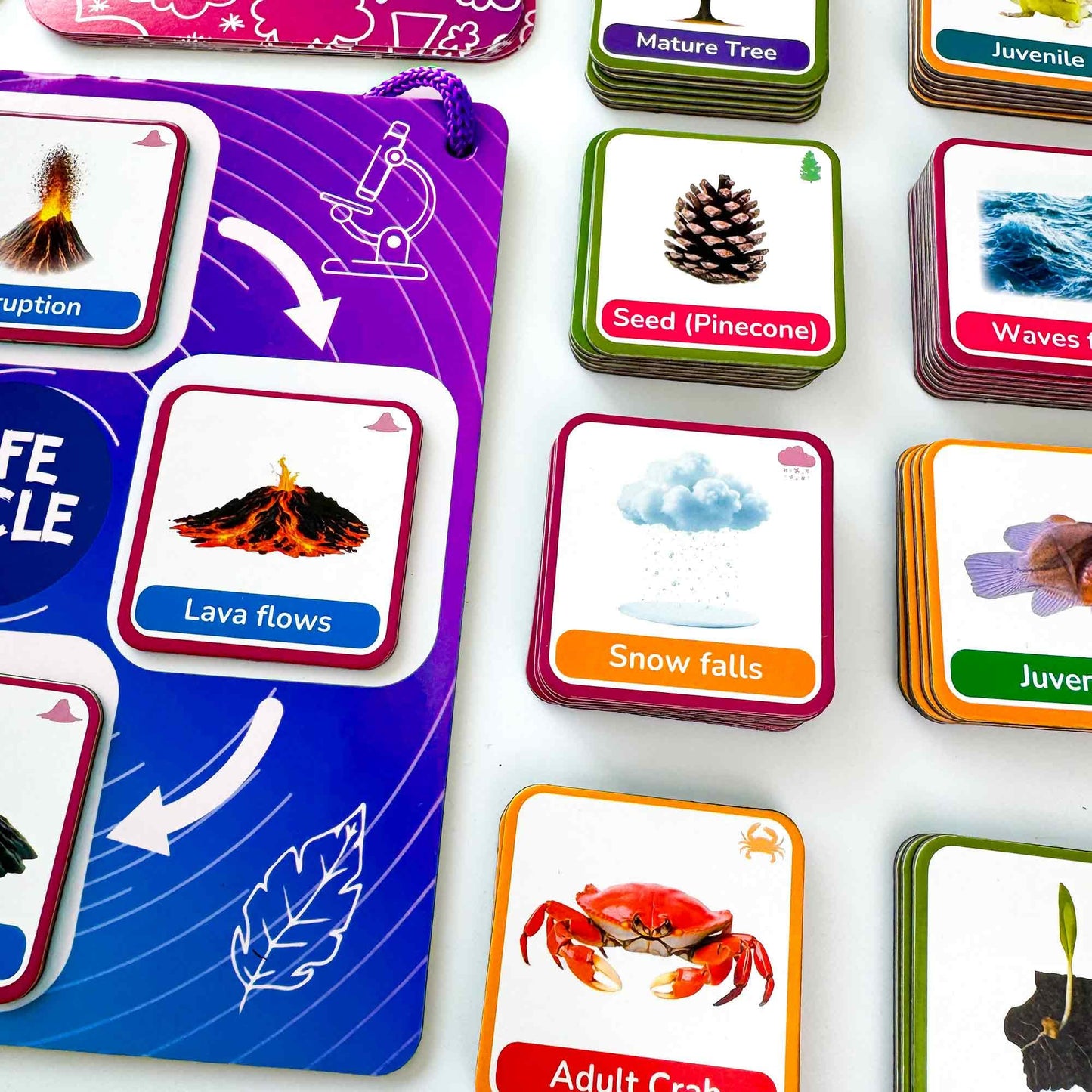 QUOKKA Life CycleToys for Kids - 30 Flashcards Toddler Science Kit Ages 2-4 - Pre-k Plant Animals Nature Learning Materials 3-5 - 120 Magnetic Flash Cards for Preschool and School (Part 2)