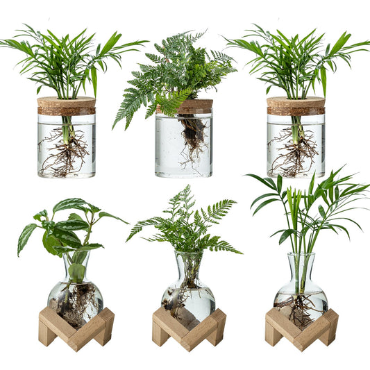 JGKYLDZ Plant Propagation Station, 2 Style Glass Planter Terrarium Set for Hydroponic Plants | Home Office Tabletop Decor, Gardening Gifts for Women, Mom, Plant Lovers (6)
