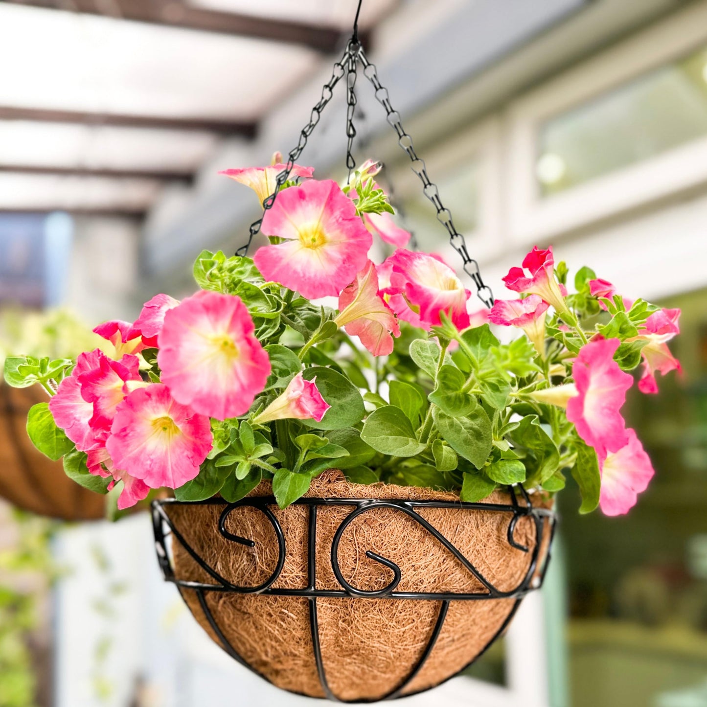 LaLaGreen Hanging Planter for Outdoor Plants (10 Inch, 2 Pack) Hanging Baskets with Coco Liner, Black Metal Wire Flower Basket Pots with Hook Hanger Balcony Porch Farmhouse Country Style Garden Decor