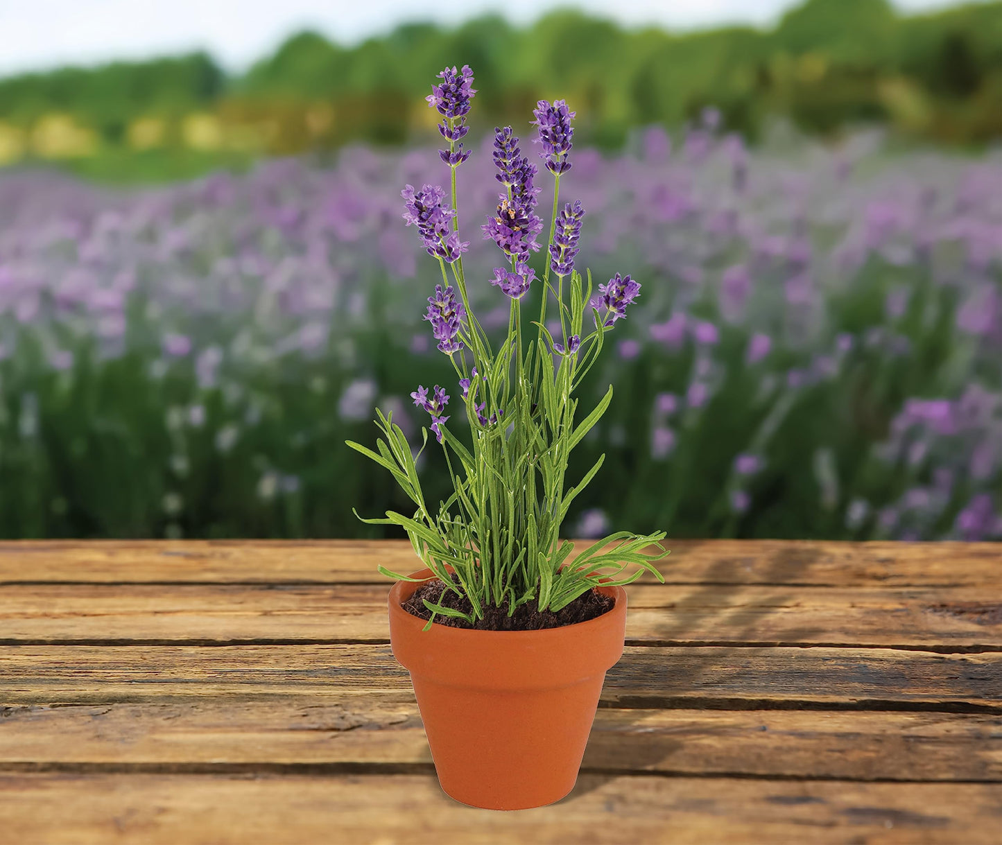 BUZZY Seeds Terracotta Mini Grow Pots – Herb Flower Plant Starter Kit Assorted 20-Pack with Lavender Seeds, Indoor Grow Your Own Gardening Gift for DIY Projects and Party Favors
