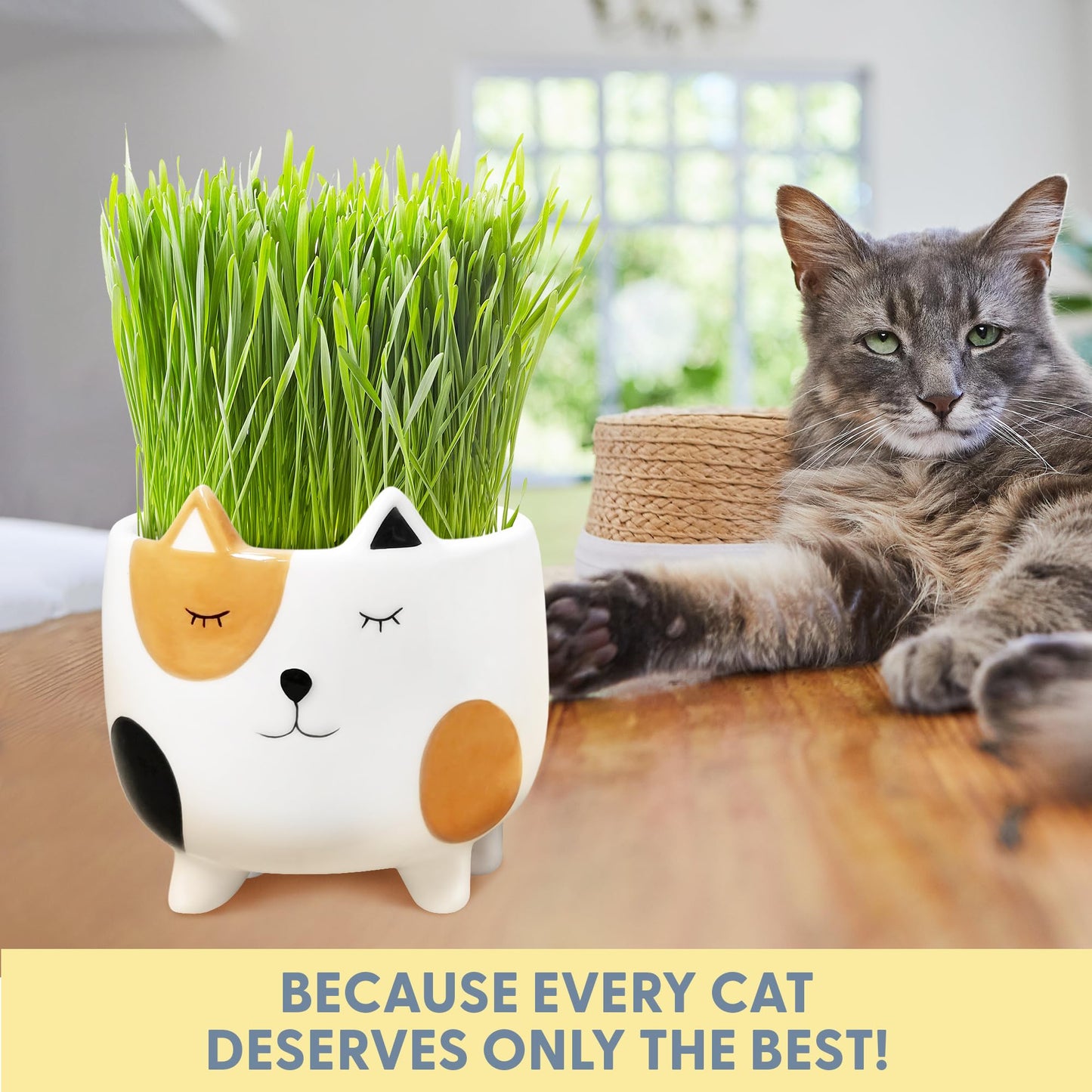 The Cat Ladies Cat Grass for Indoor Cats, Cat Grass Growing Kit with Organic Cat Grass Seed Mix, Soil and Ceramic Cat Planter, Pet Grass for Cats, Natural Hairball Remedy, Cat Gifts