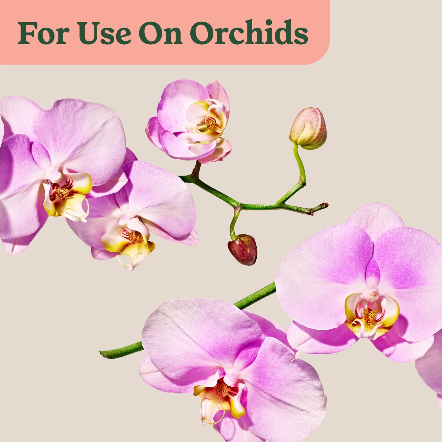 Miracle-Gro Indoor Plant Food Mist for Orchids, Orchid Plant Food, 8 fl. oz., 2-Pack