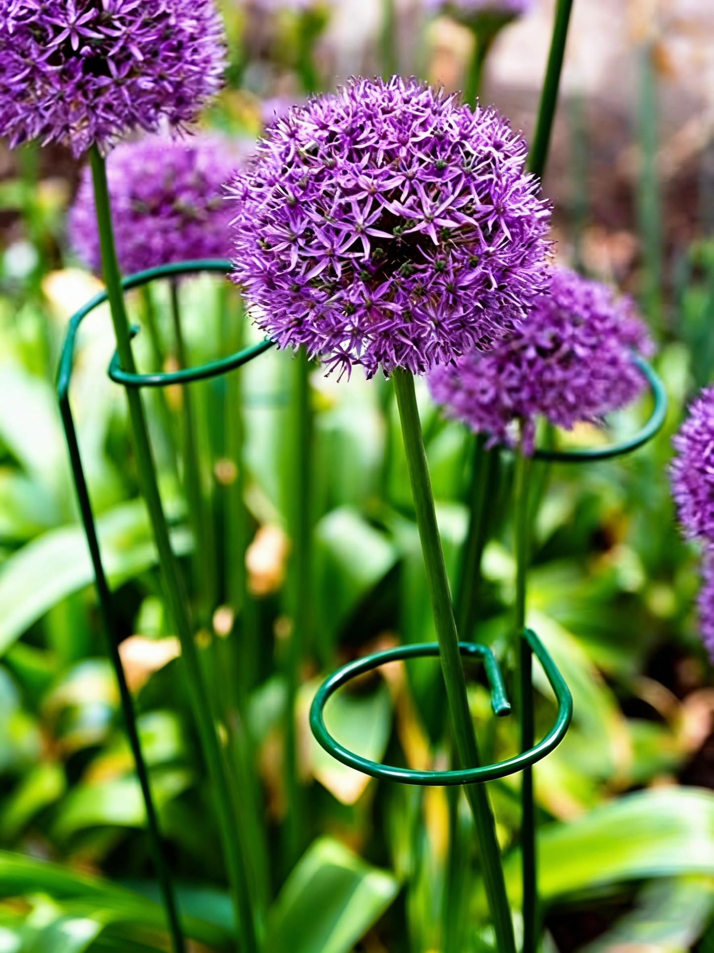 20 Pieces 16 inch Green Single Stem Plant Stakes Garden Plant Support Rings Flower Support Hoops Prop for Amaryllis Orchid Lily Rose Peony Gladiolus