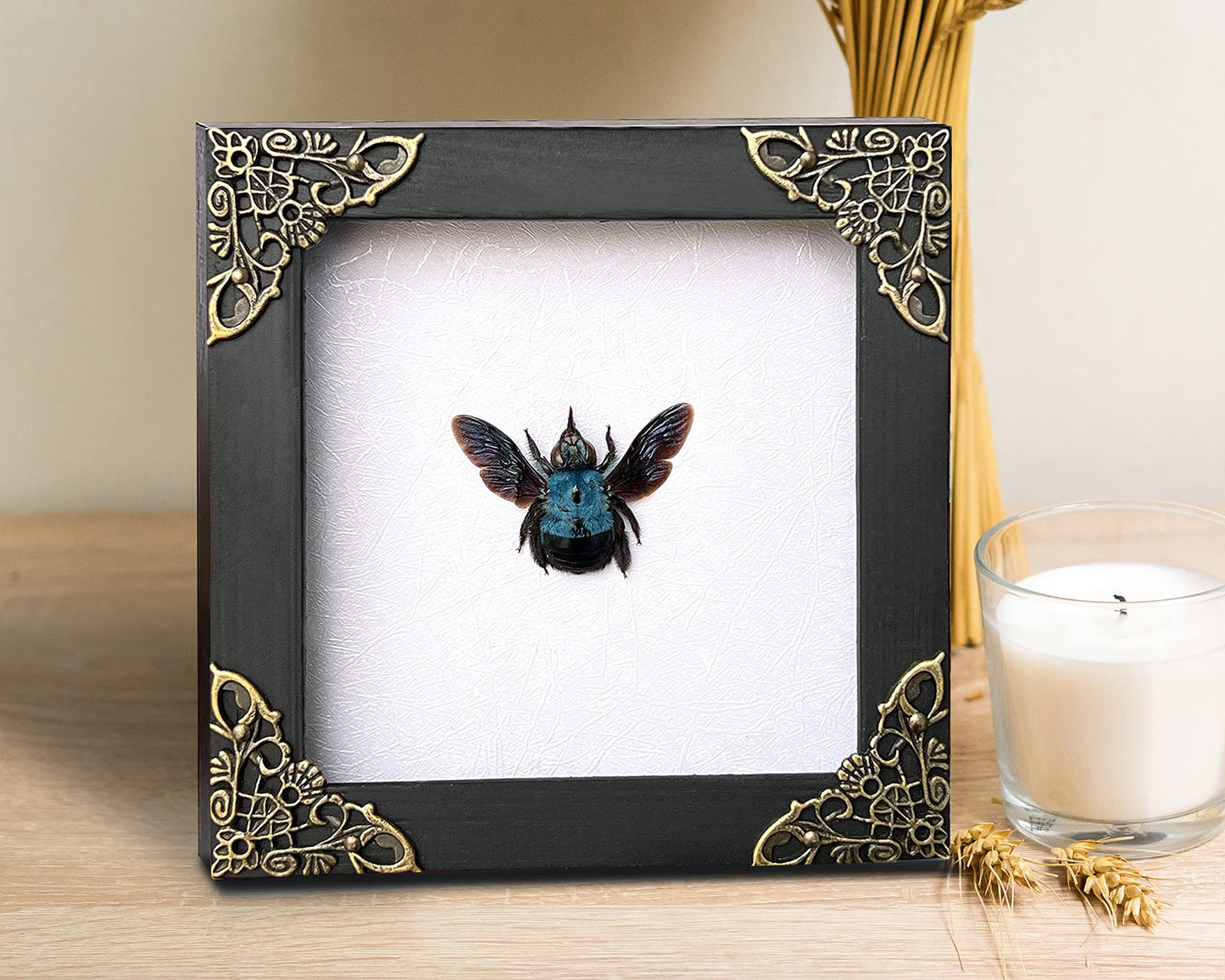 Real Framed Blue Carpenter Bee Dead Insect Dried Bug Shadow Box White Wooden Frame Taxidermy Specimen Display Oddity Tabletop Standable Wall Hanging Home Decor K12-61-TR