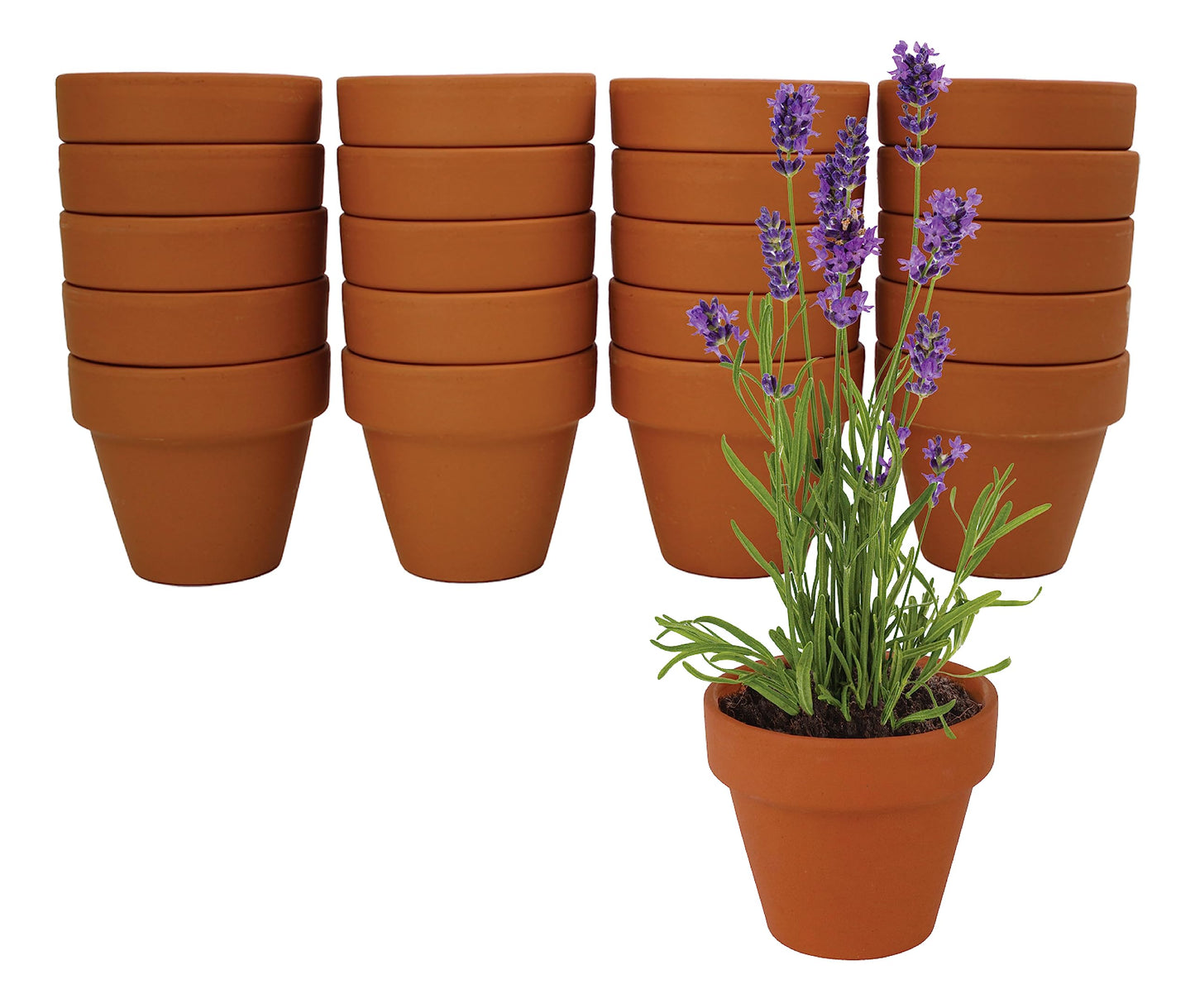 BUZZY Seeds Terracotta Mini Grow Pots – Herb Flower Plant Starter Kit Assorted 20-Pack with Lavender Seeds, Indoor Grow Your Own Gardening Gift for DIY Projects and Party Favors