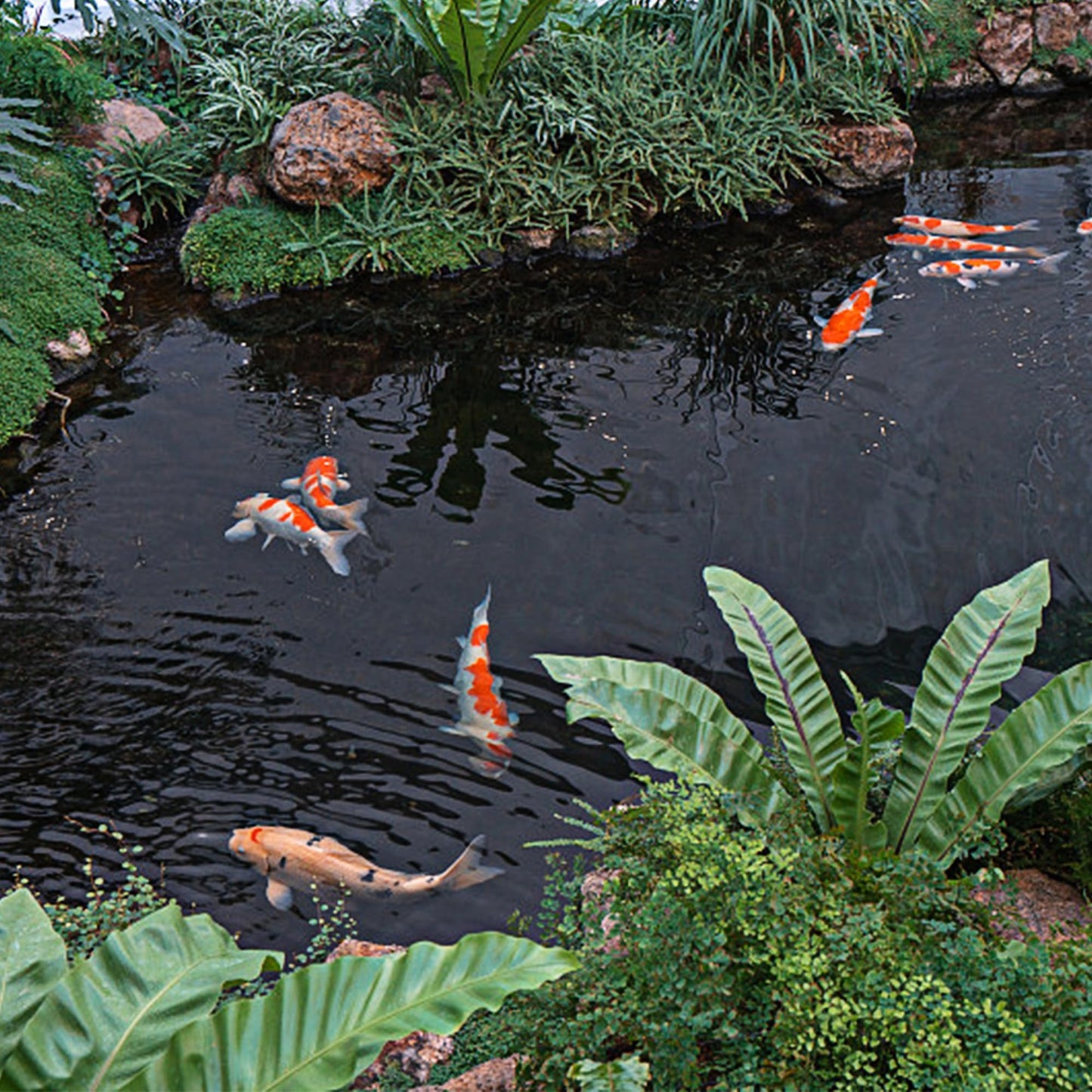 Adroiteet 16 x 16 FT Pond Liner, 20 Mil Fish Pond HDPE Liner, Pond Liners for Outdoor Ponds, Koi Ponds, Garden Fountain, Waterfall