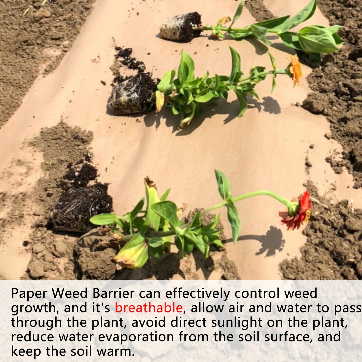 Biodegradable Weed Barrier, 3 x 100 Ft Heavy Duty Garden Paper Biodegradable Landscape Fabric Paper Garden Mulch Rolls Weed Barrier for Weeds, Paper Mulch Rolls Garden Paper for Outdoor Garden Lawn
