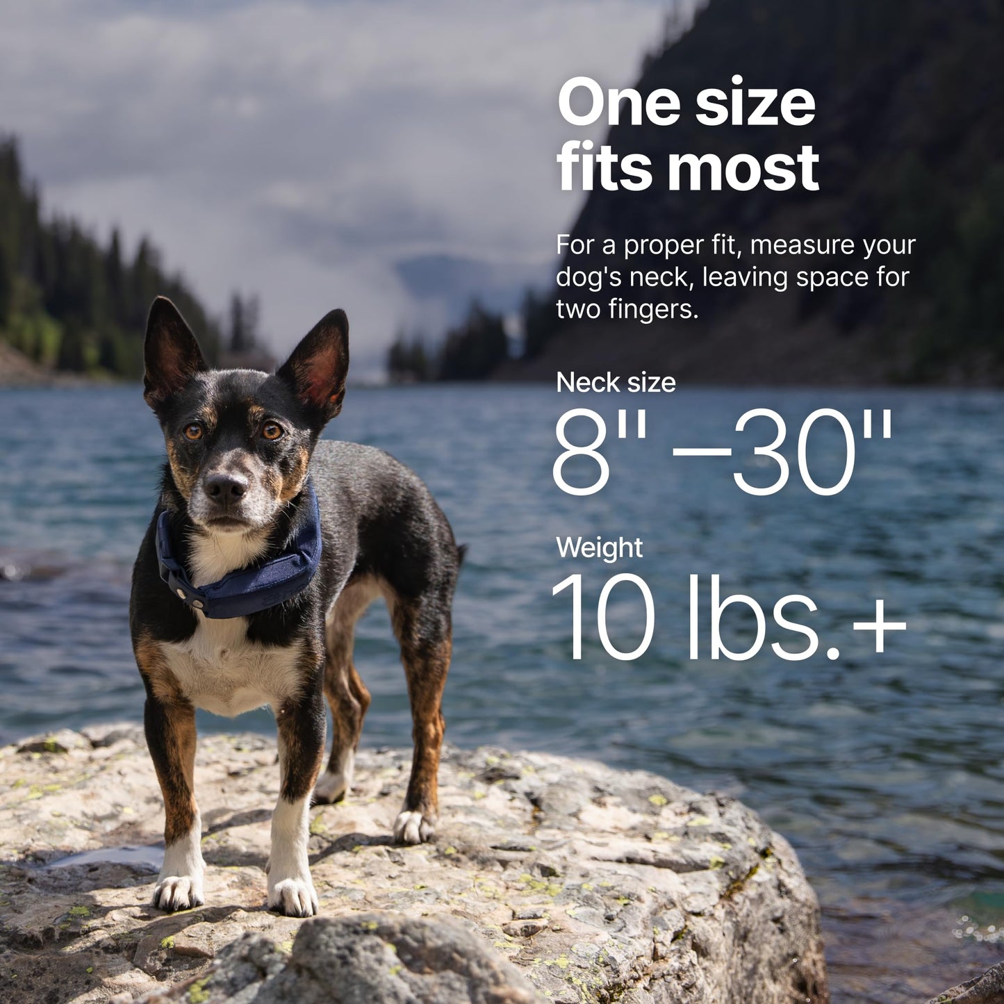 Halo Collar 5 Wireless Dog Fence & GPS Dog Collar, Keep Your Dog Safely Contained Outdoors with App-Controlled Boundaries and Real-Time Tracking, One Size, Blaze