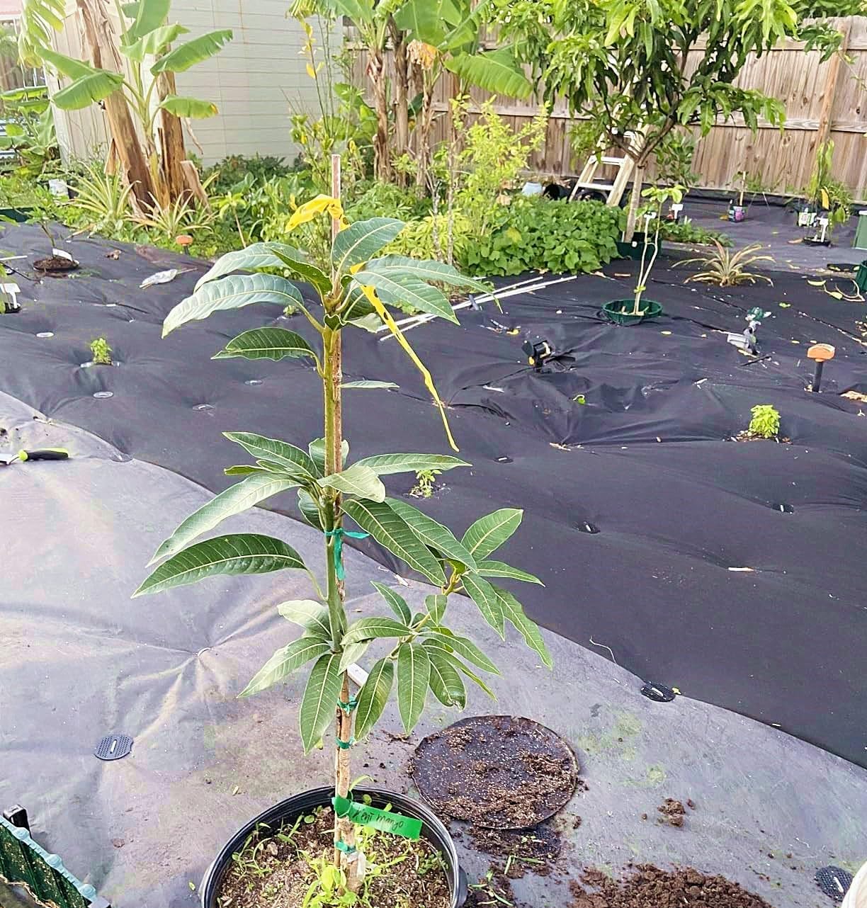 8 Inch 100 PCS Galvanized Landscape Staples with 100 PCS Gasket, Landscape Fabric Pins Stakes Lawn Ground Cover Graden Staples Spikes Weed Barrier Stakes