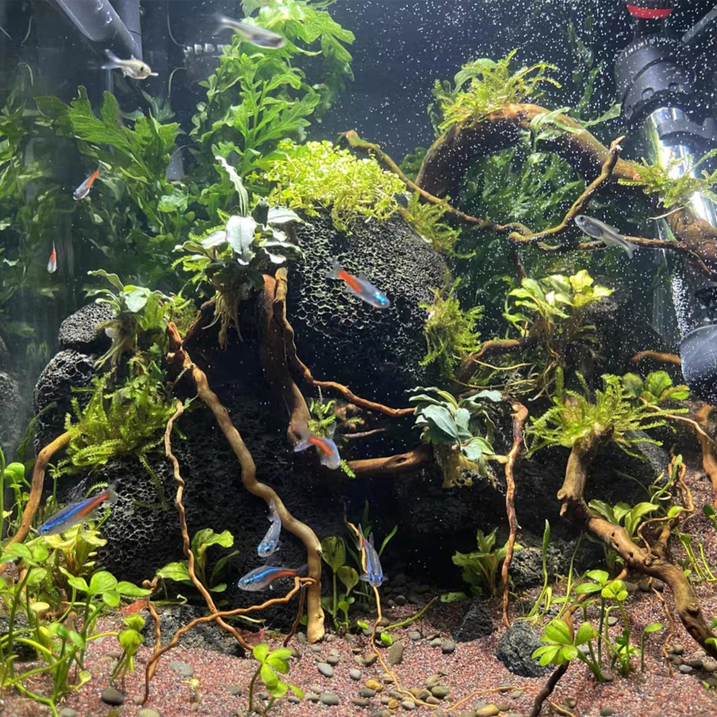 emours Natural Aquarium Driftwood, [170g] (20–40 cm /8–16 in) - Unique Root/Spider Wood Branches for Aquascaping, Planted Tanks & Terrariums, Fish & Plants Decoration, Each Piece One-of-a-Kind(Mixed)